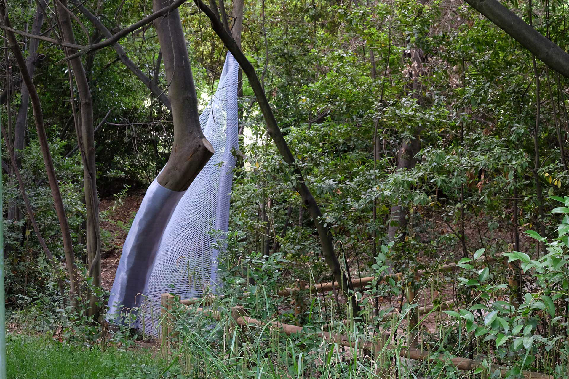 arbres éthérés