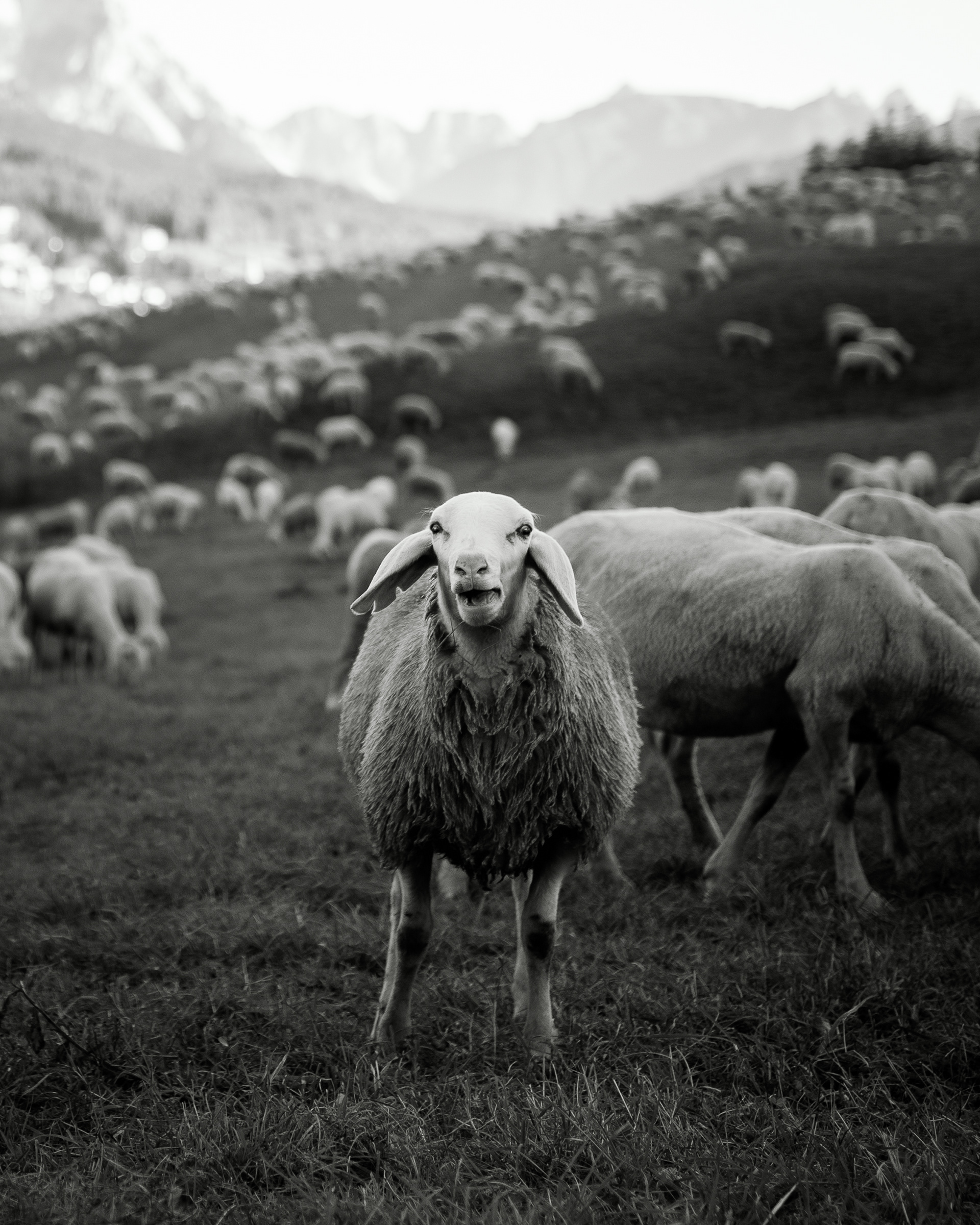 Desmonteà a Cadin