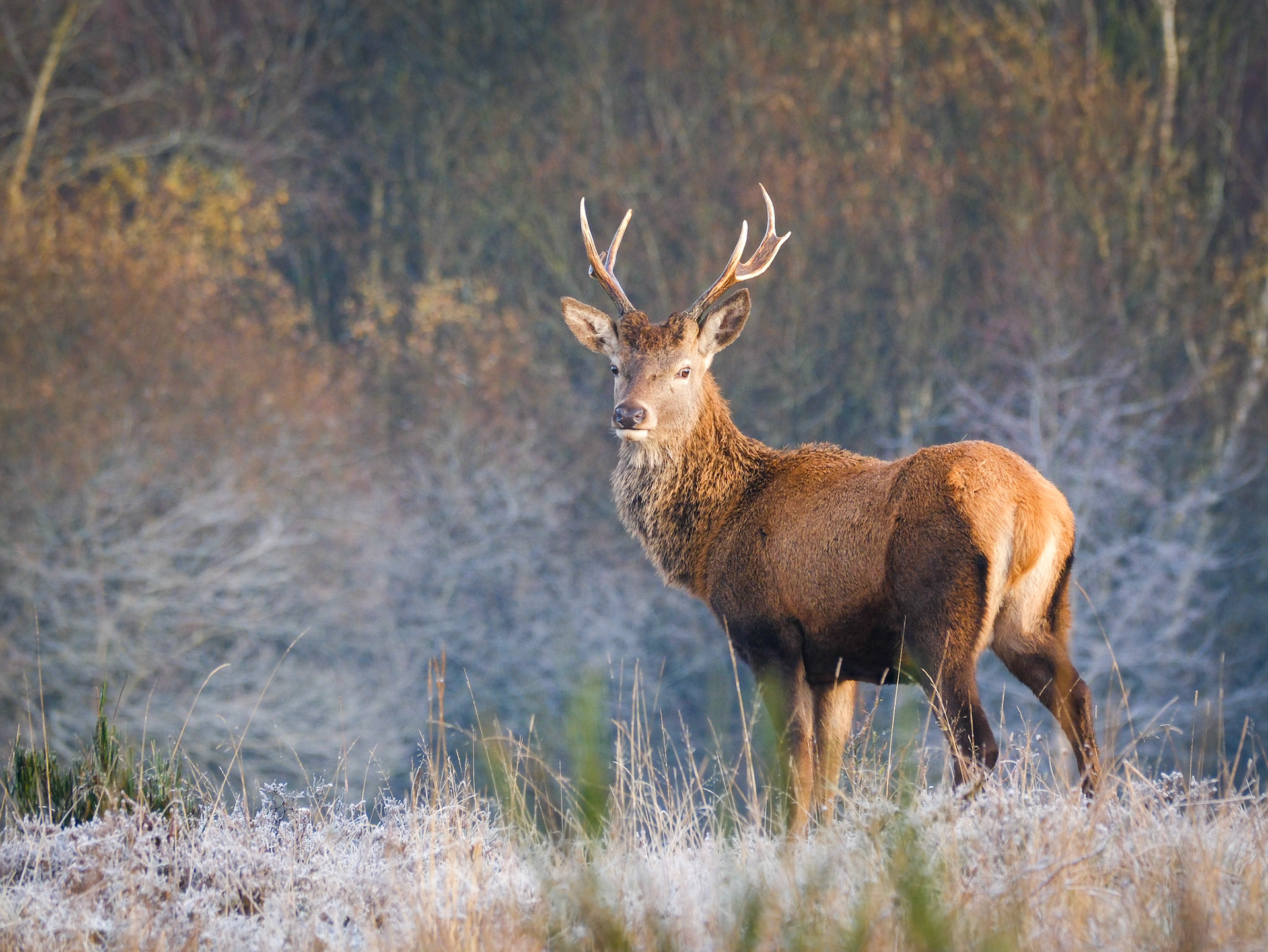Frosty Morning, Norton Bog