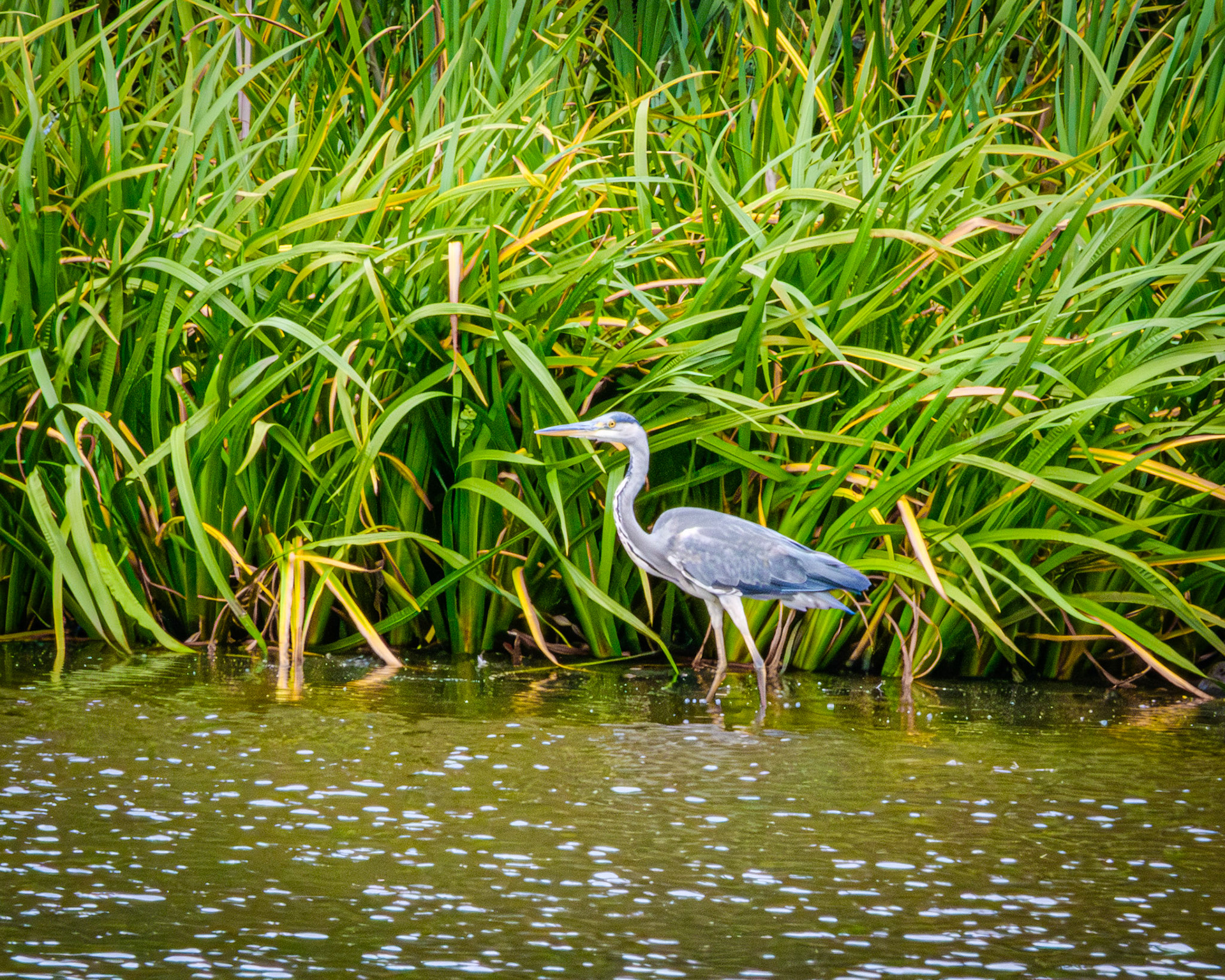 Heron, Stubbers Green