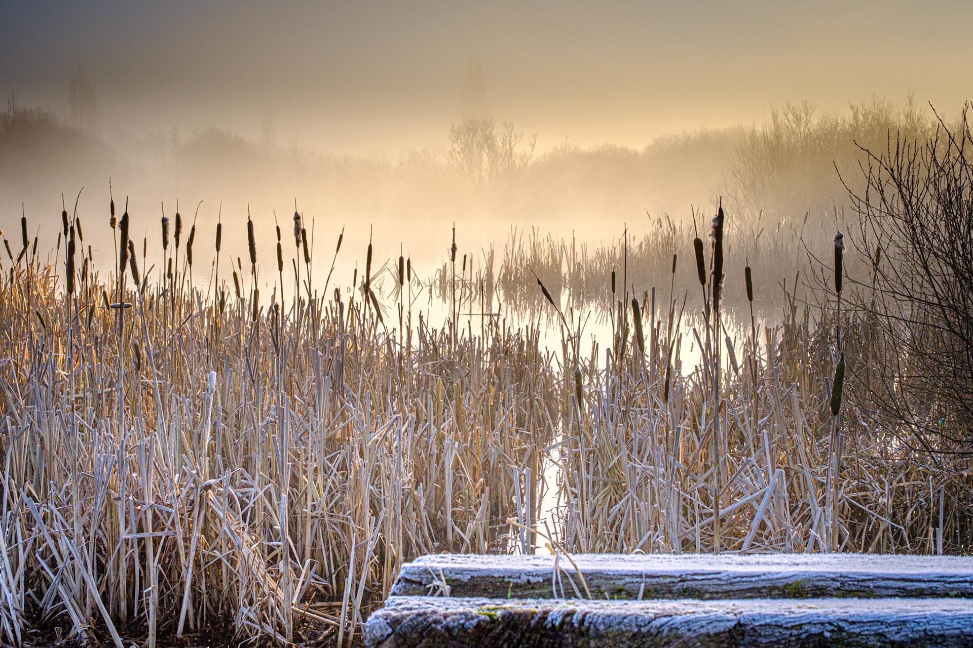 Pelsall North Common