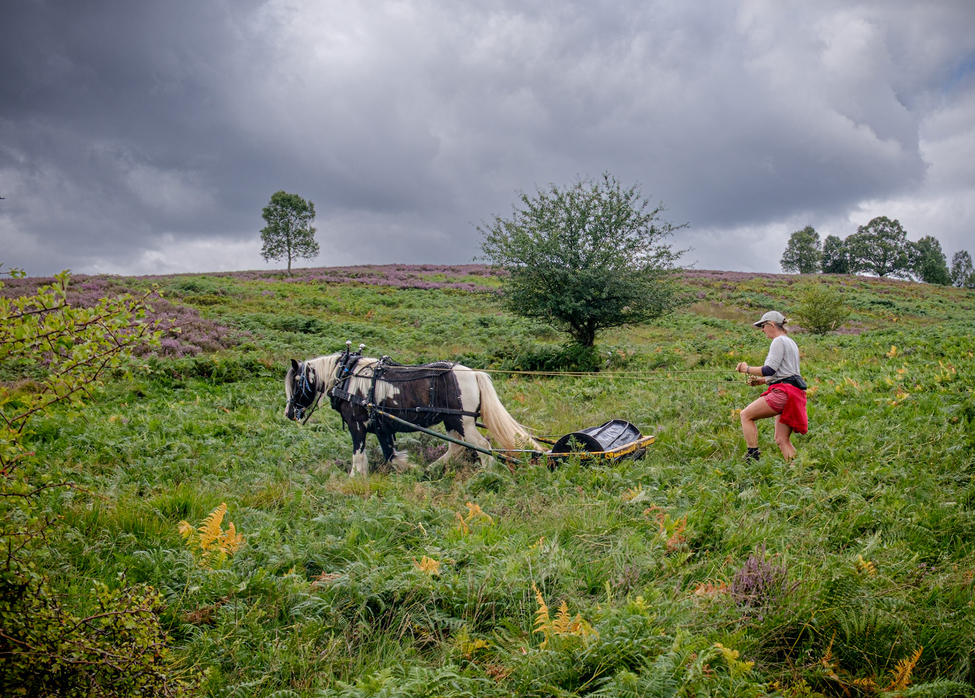 Bracken Rolling, Cannock Chase