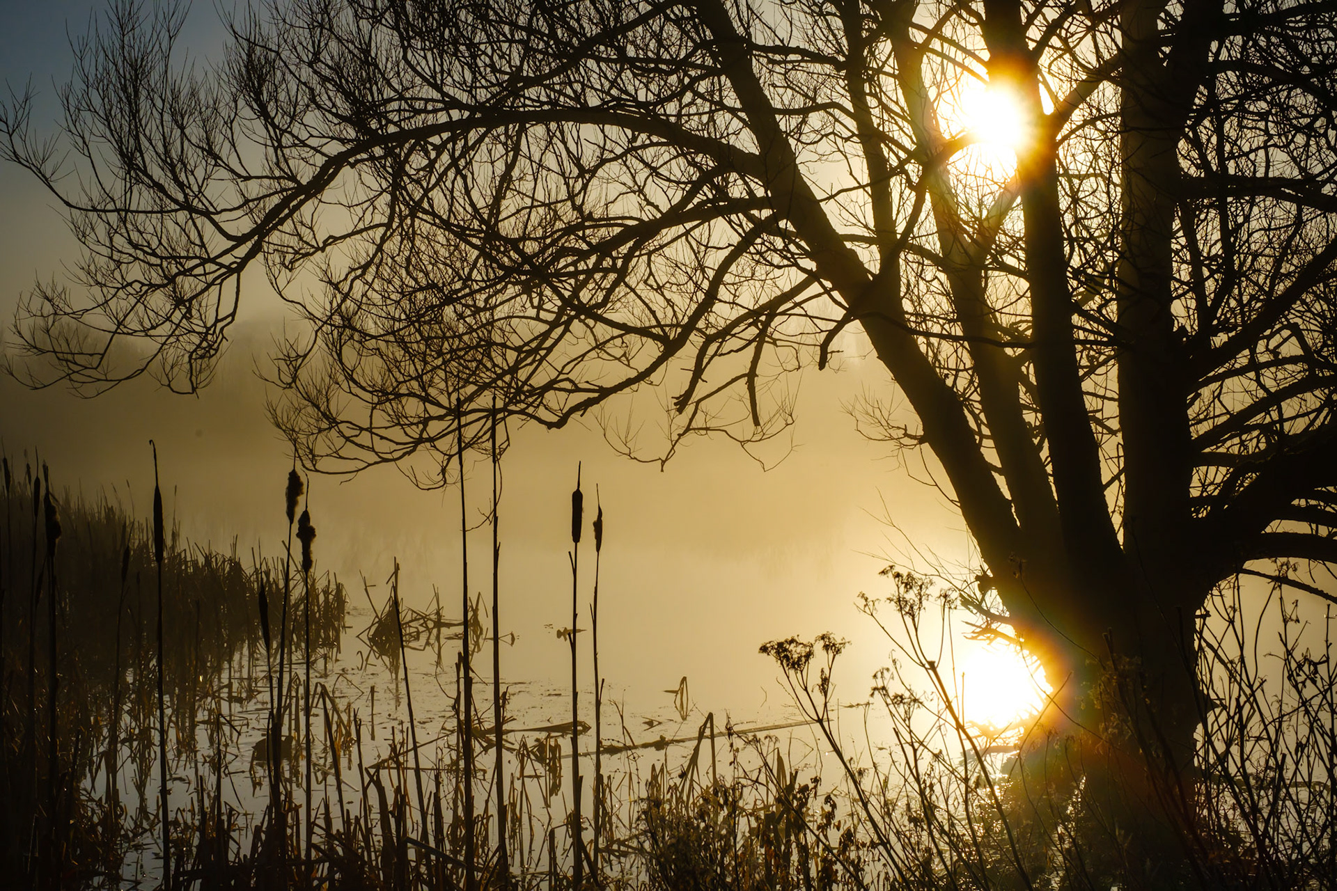 Pelsall North Common