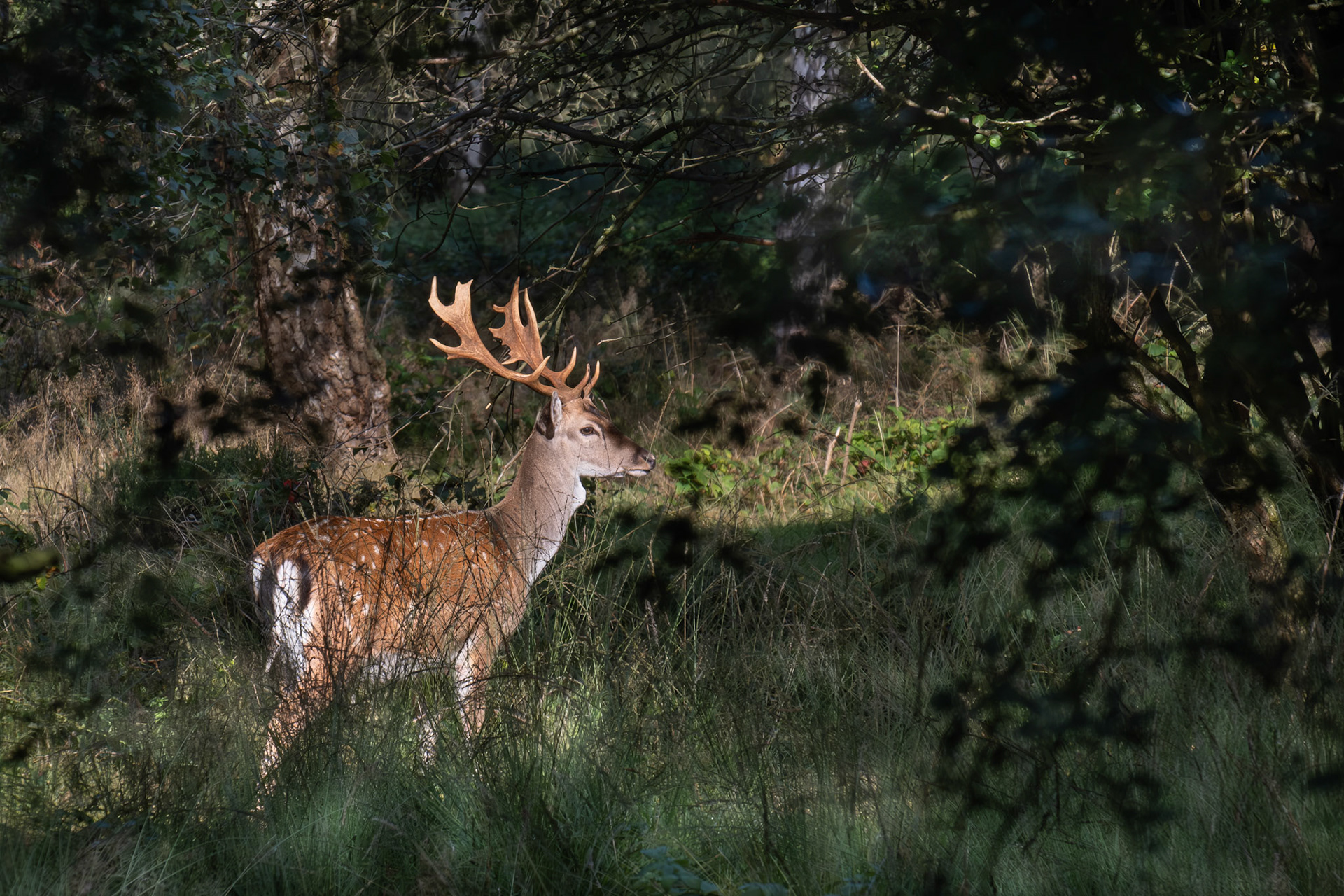 Fallow Deer Stag