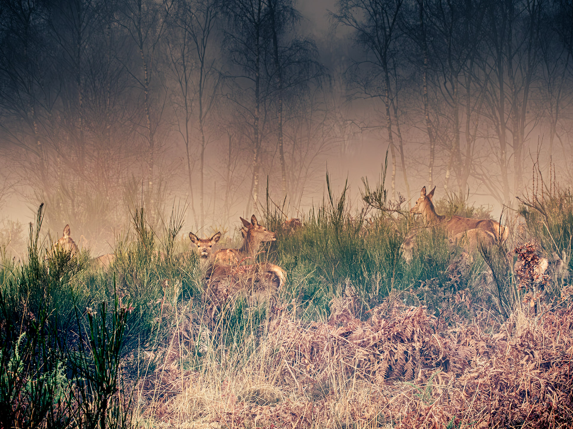 Misty Morning, Norton Bog