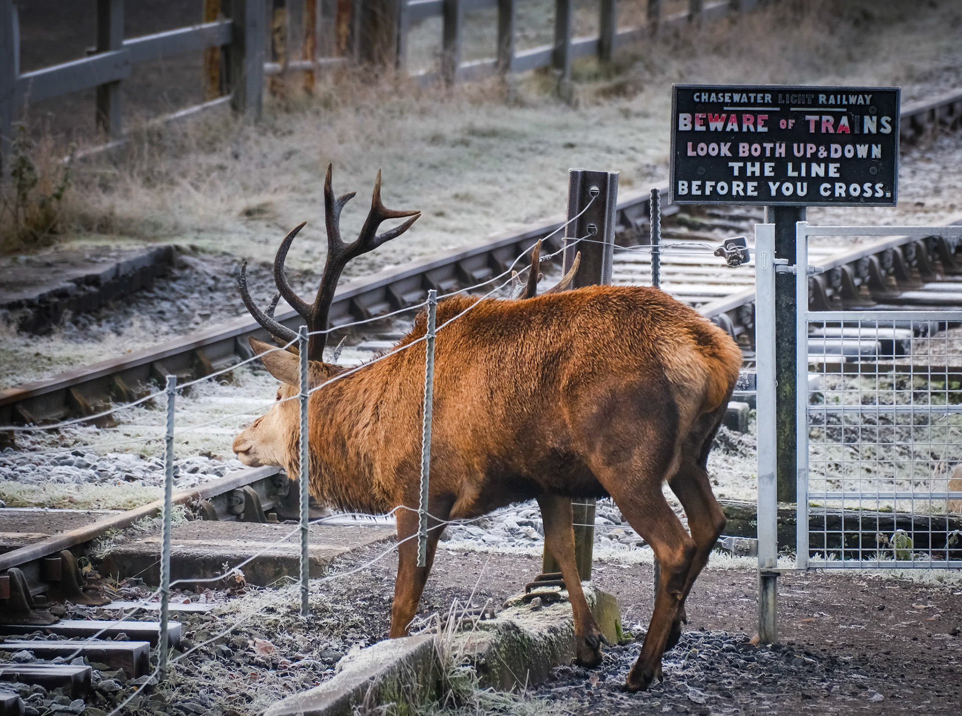 Short Cut, Chasewater