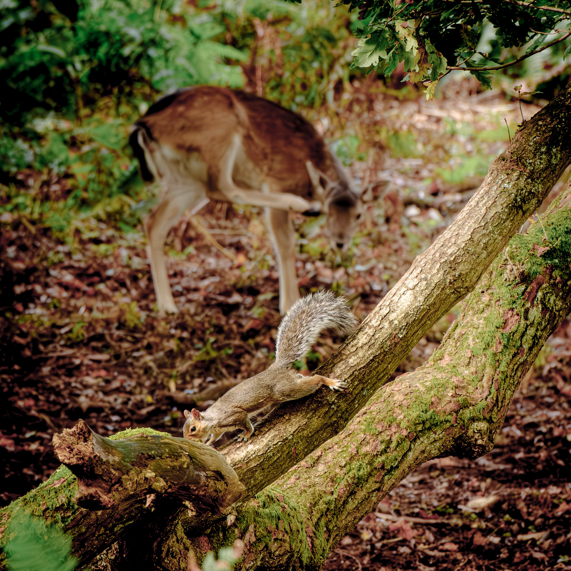 Photo Bombing Squirrel
