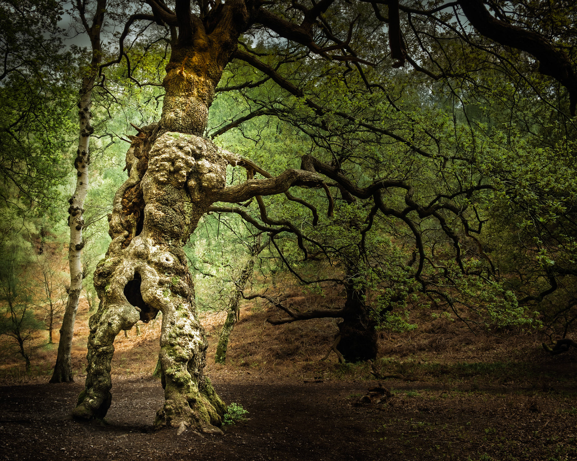 The Groot Tree