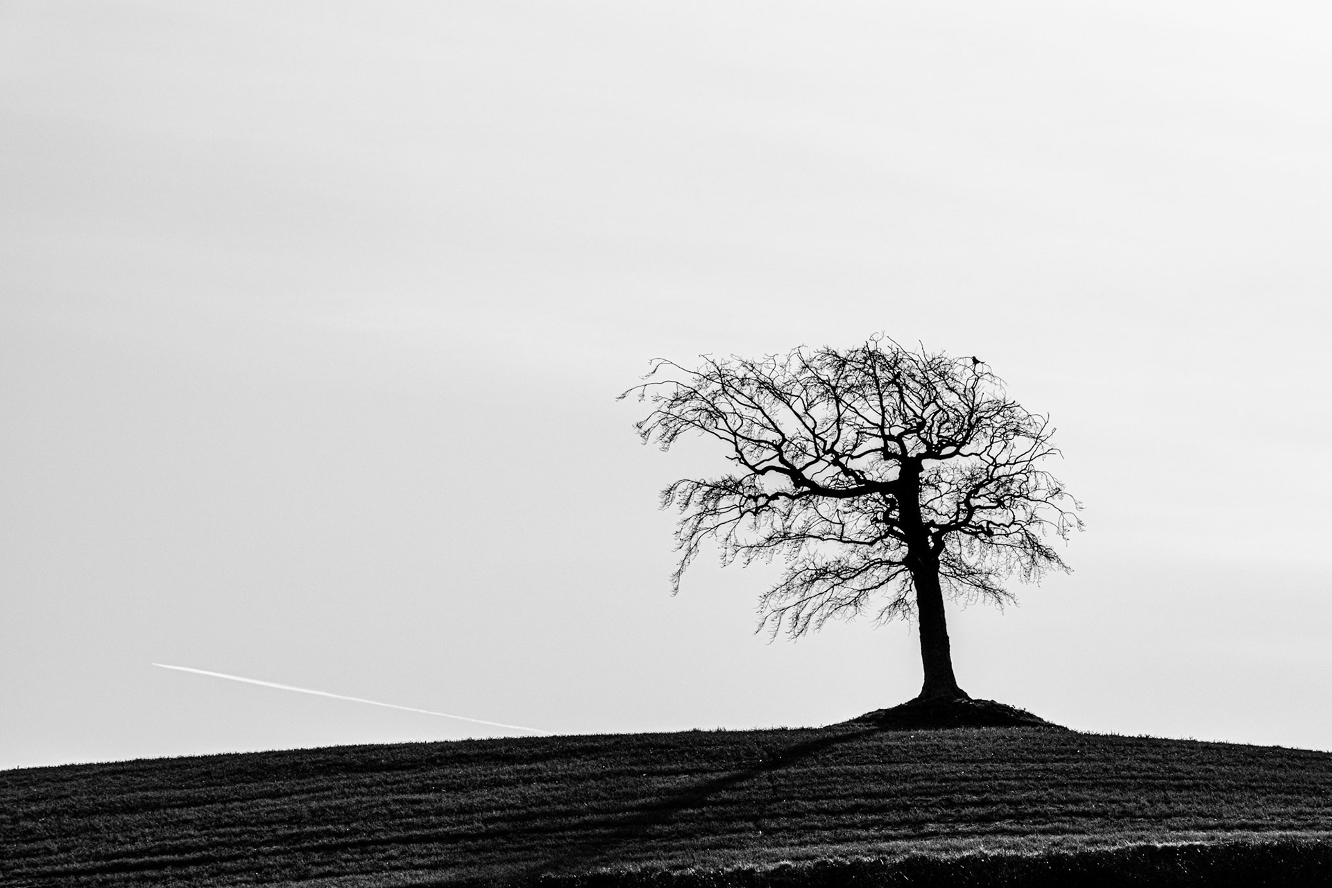 Lone Tree, Stonnall