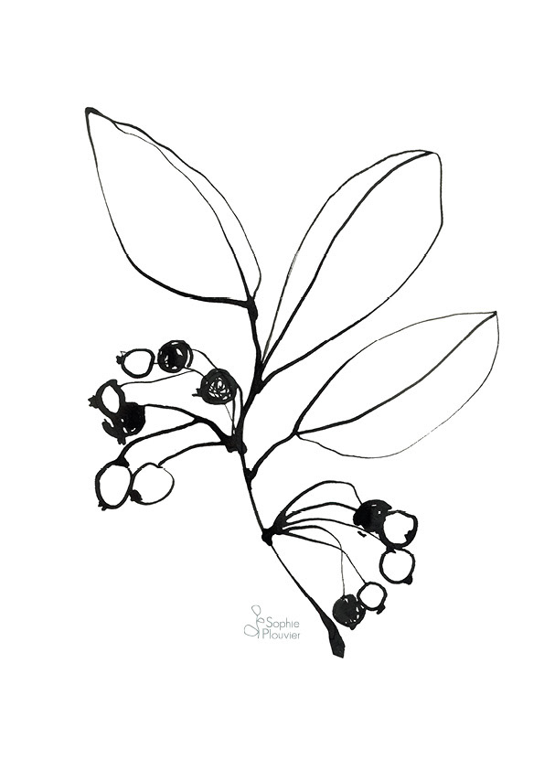 dessin Sophie Plouvier
