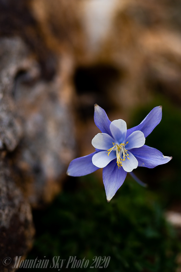 Blue Columbine