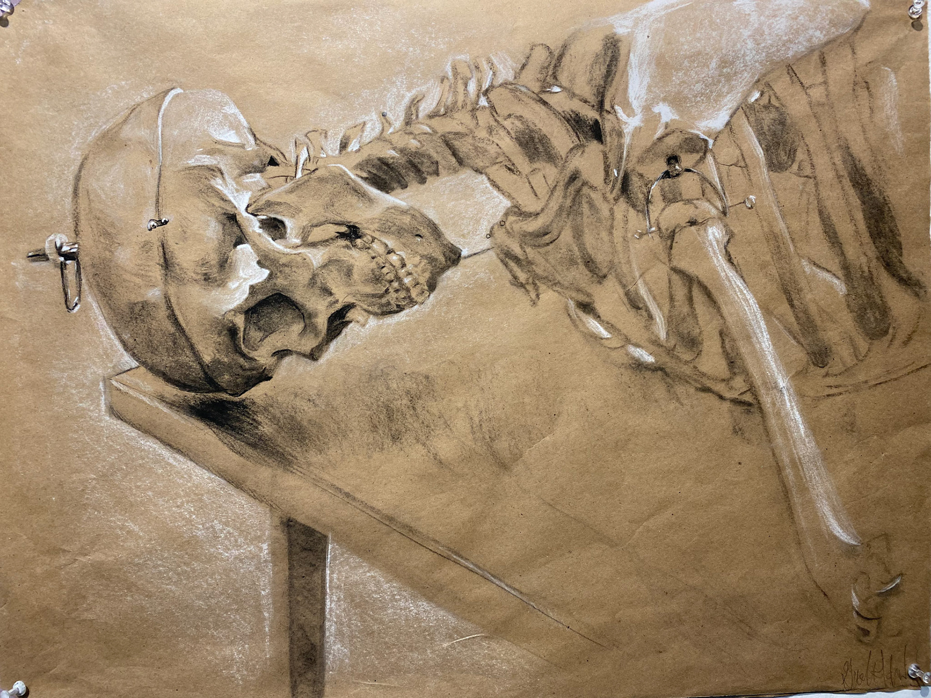 Skeleton, charcoal on toned paper, 18" x 24", 2023
