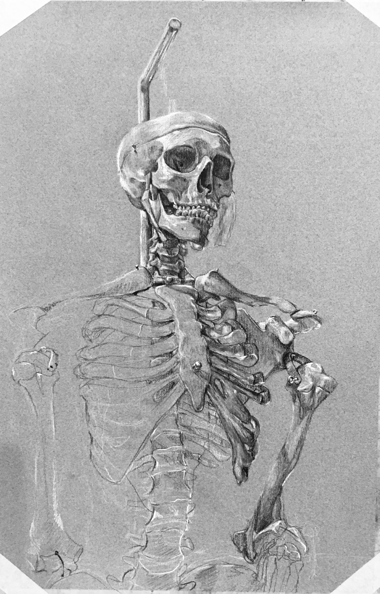 M. D. Bones, charcoal on canson, 18" x 24,  2021