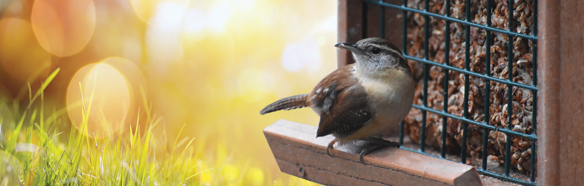 Dropped in a background with the wren in front to promote seed cakes