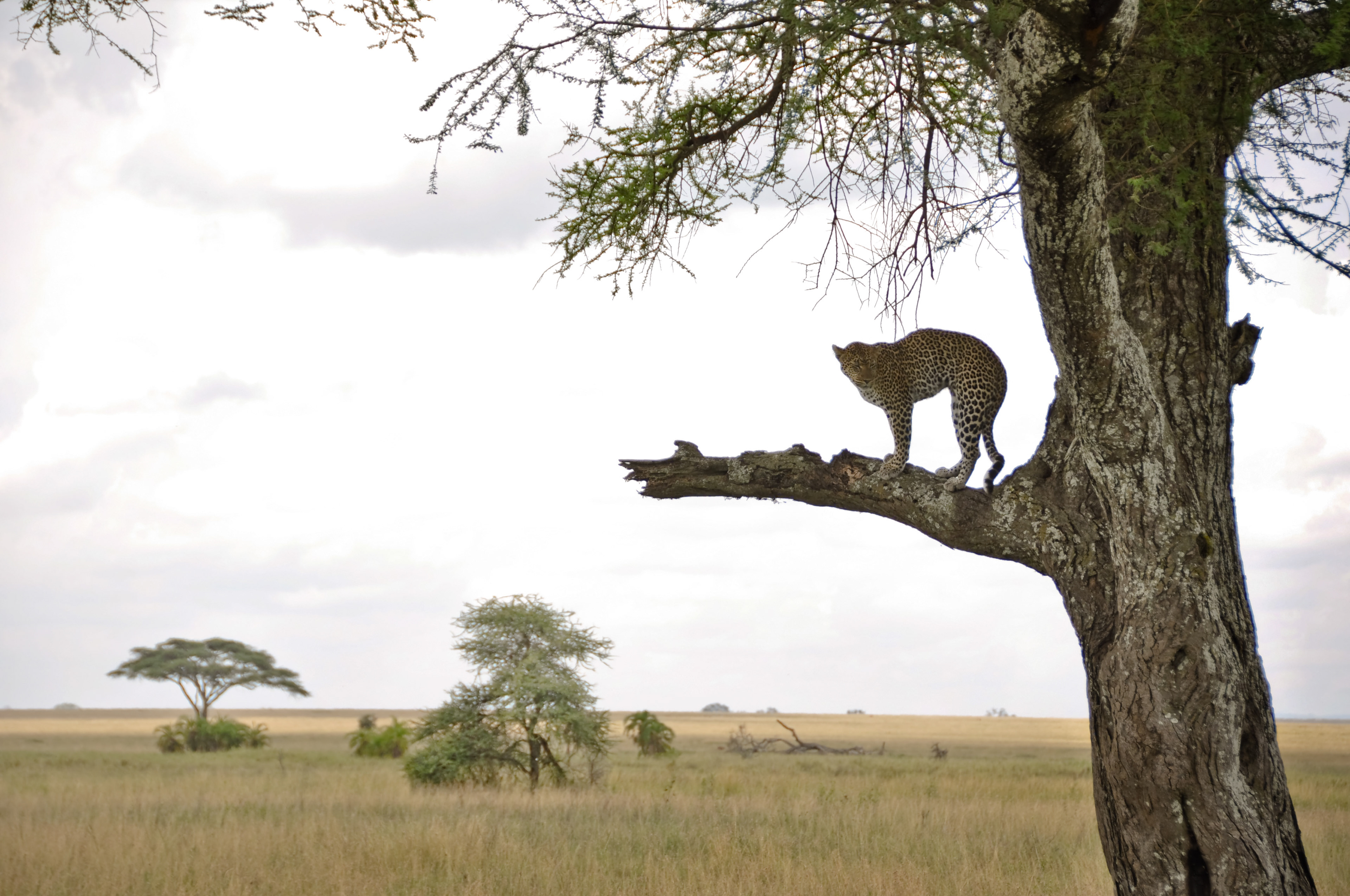 Tanzania