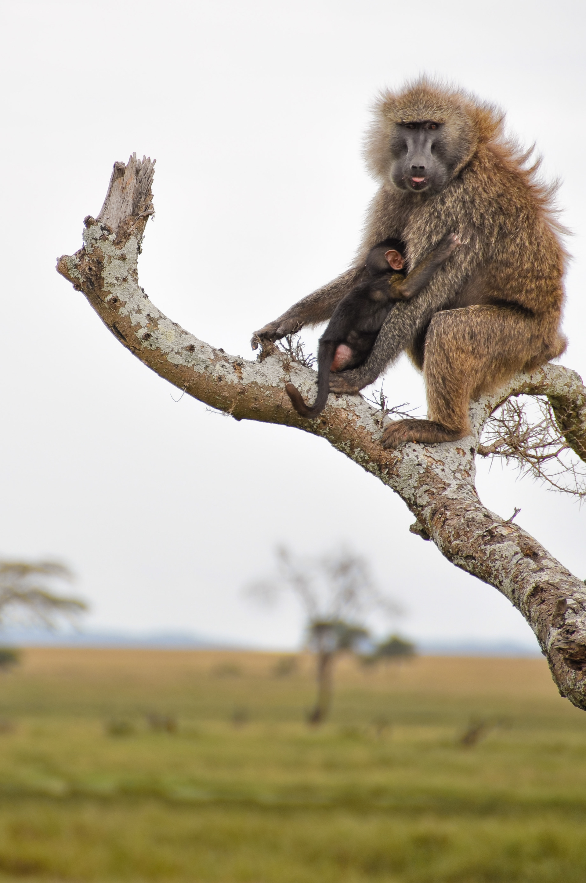 Tanzania