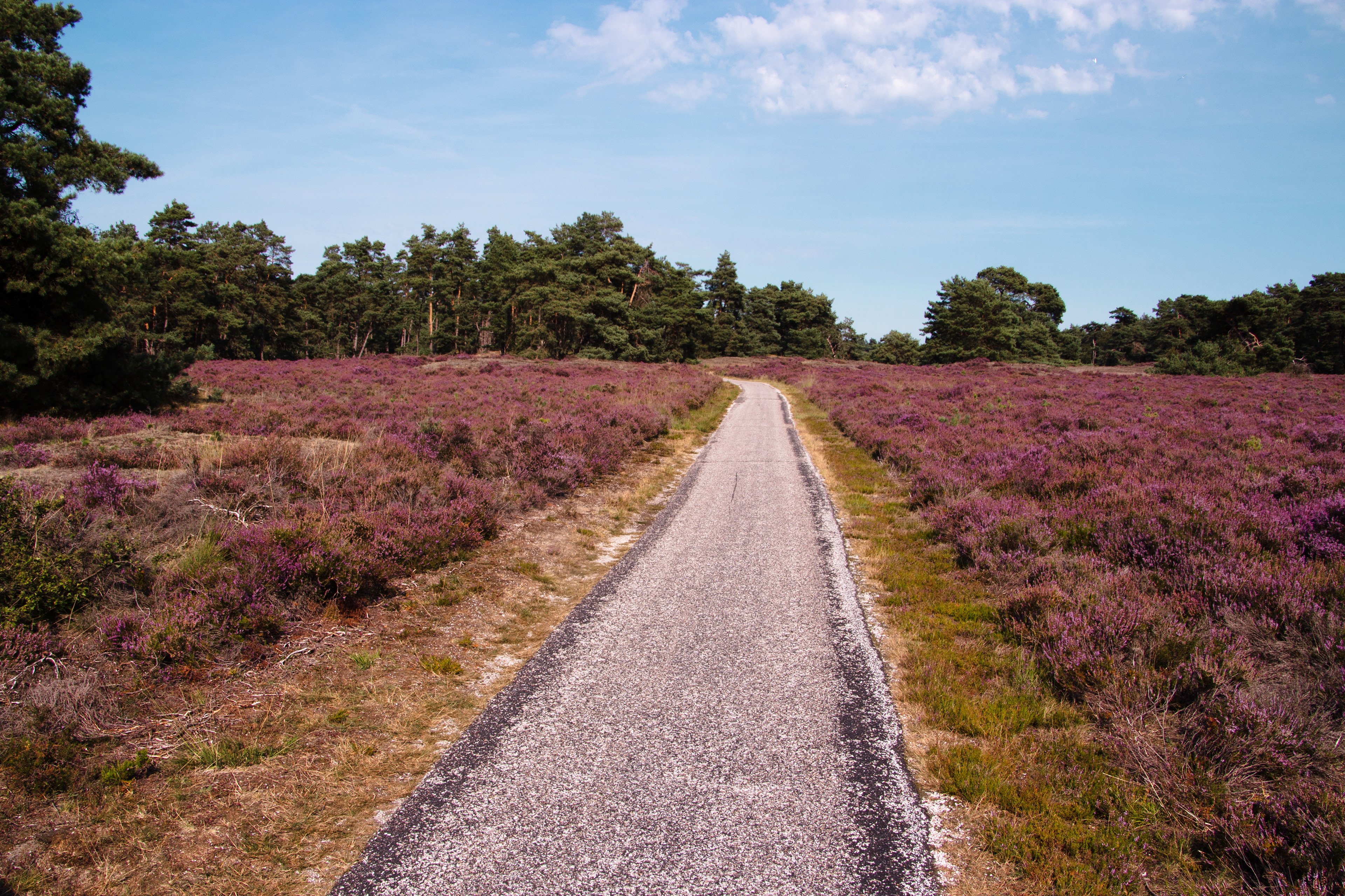 Bloesem. Nederland.
