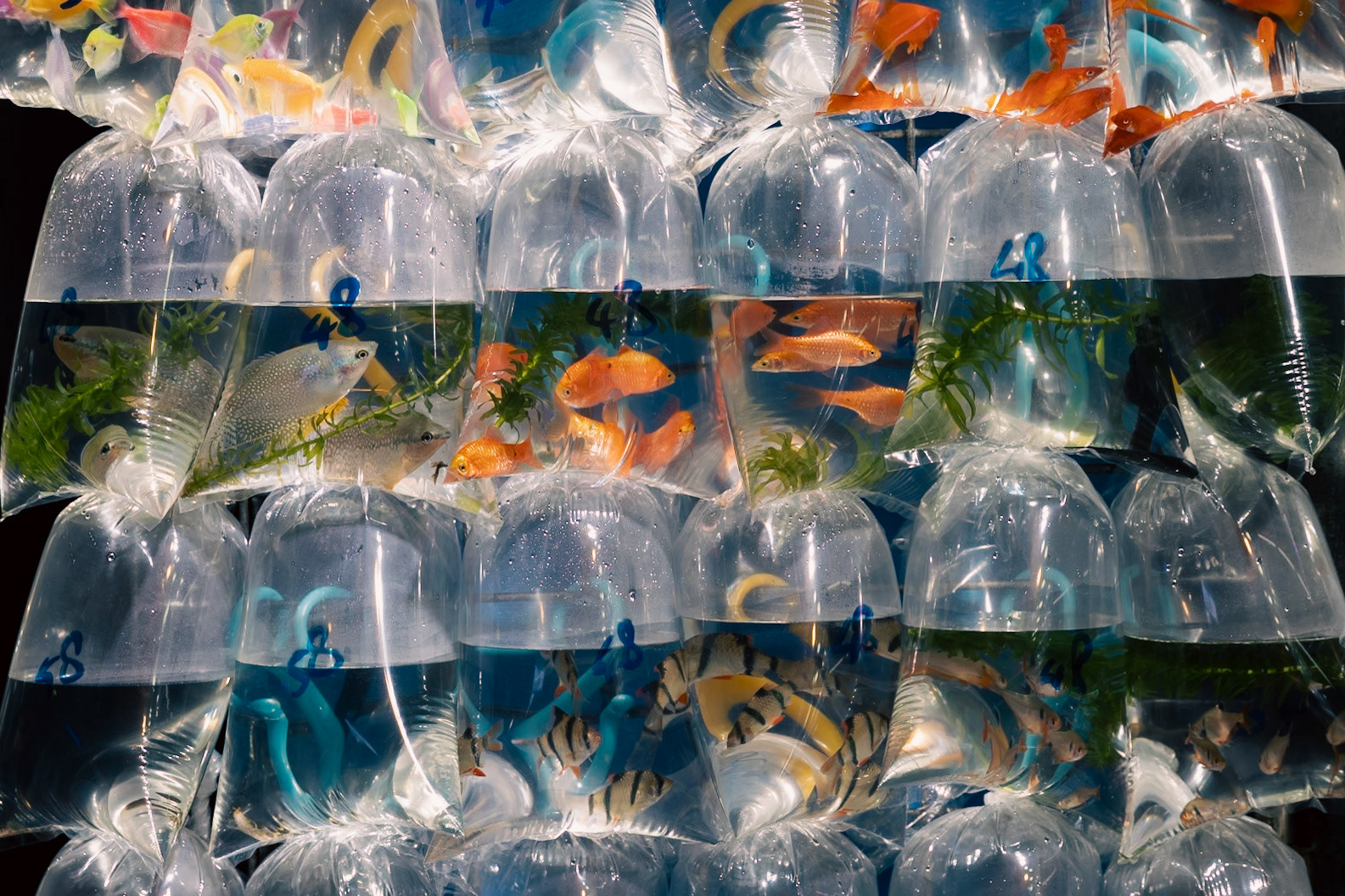 Goldfish Market, Hong Kong