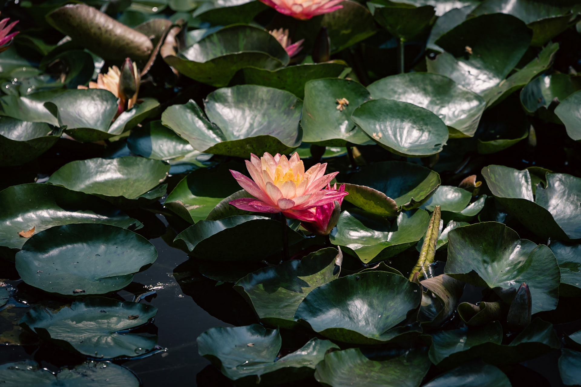 People's Park Nenuphar, Shanghai