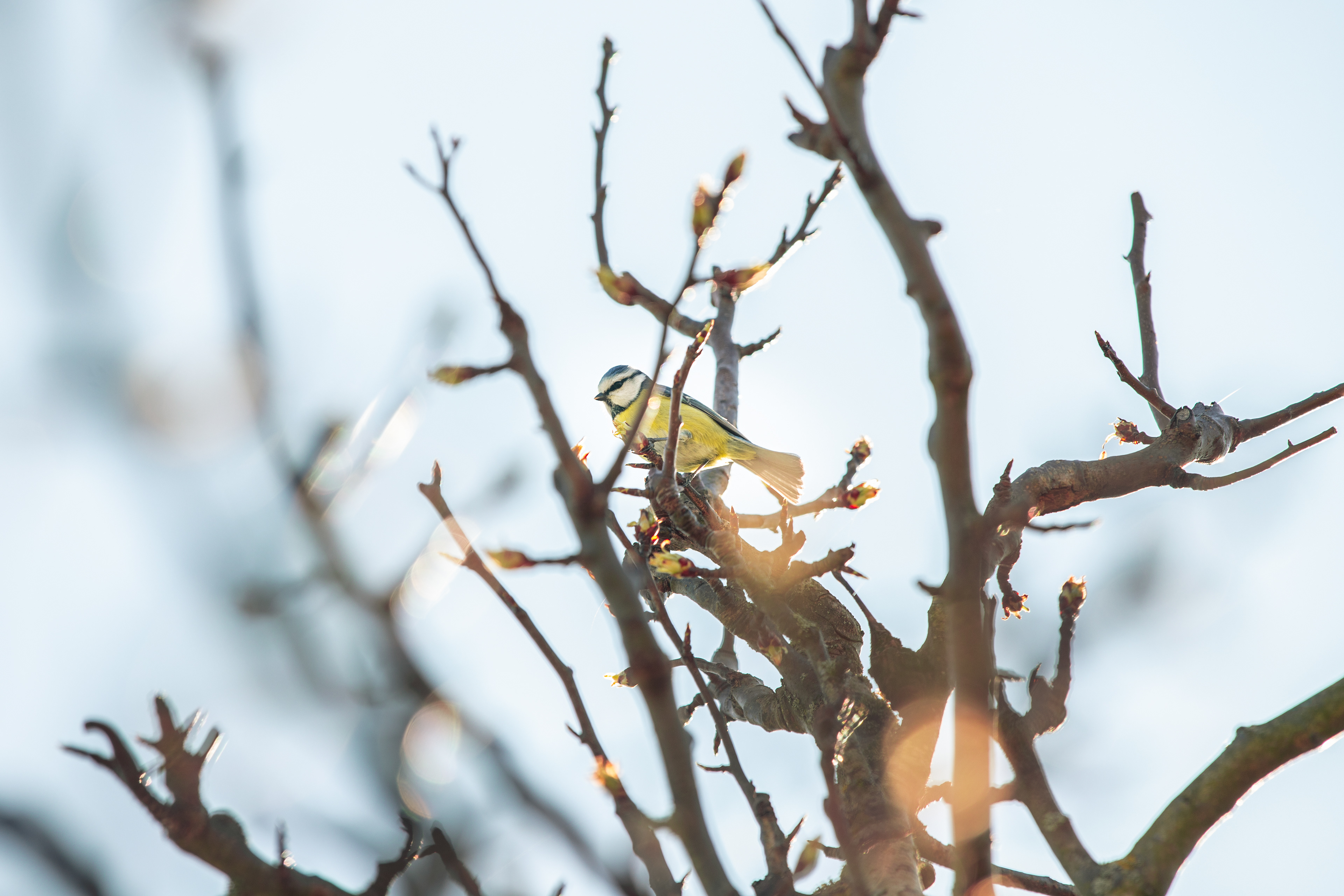 Sunny tit