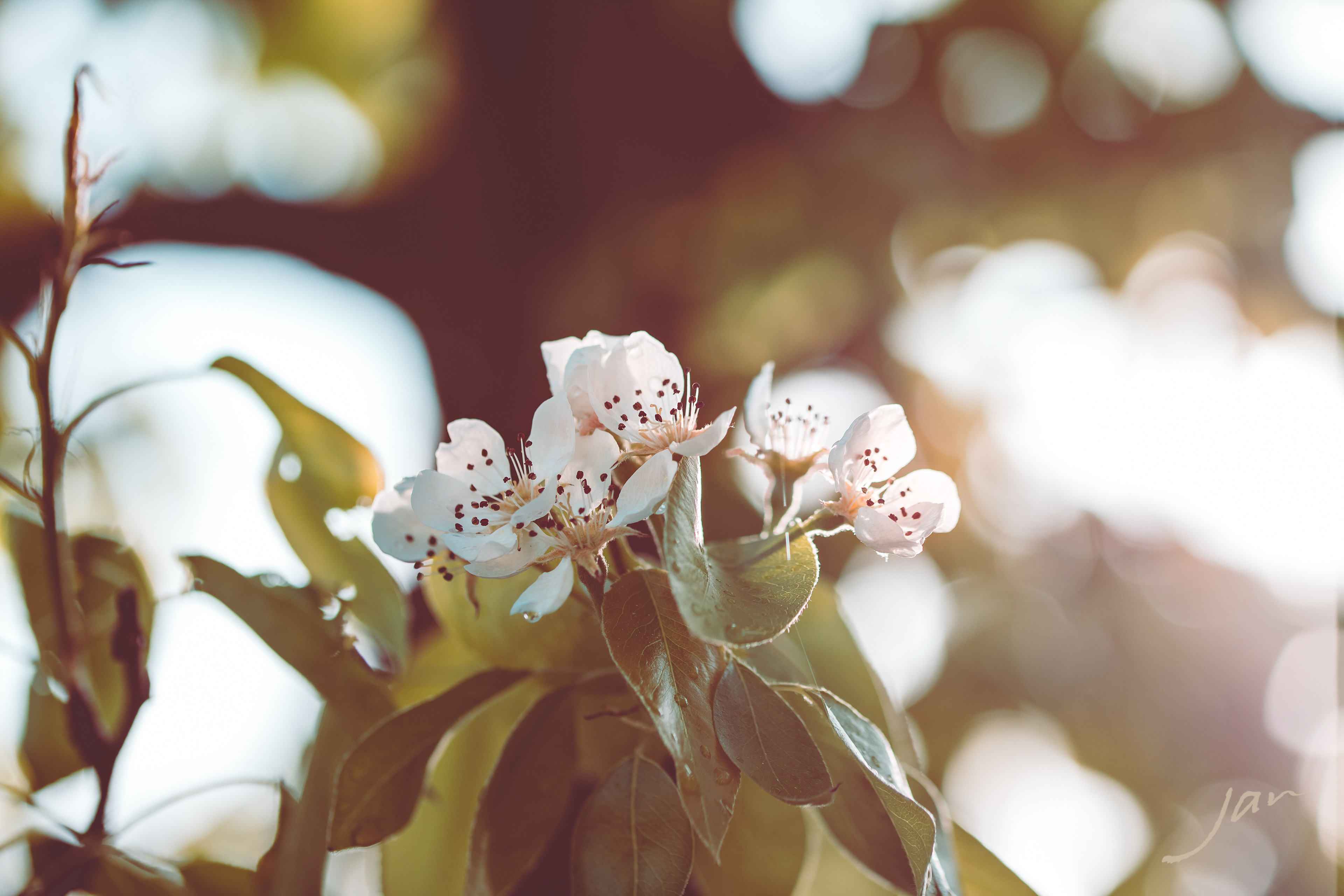 Blossom