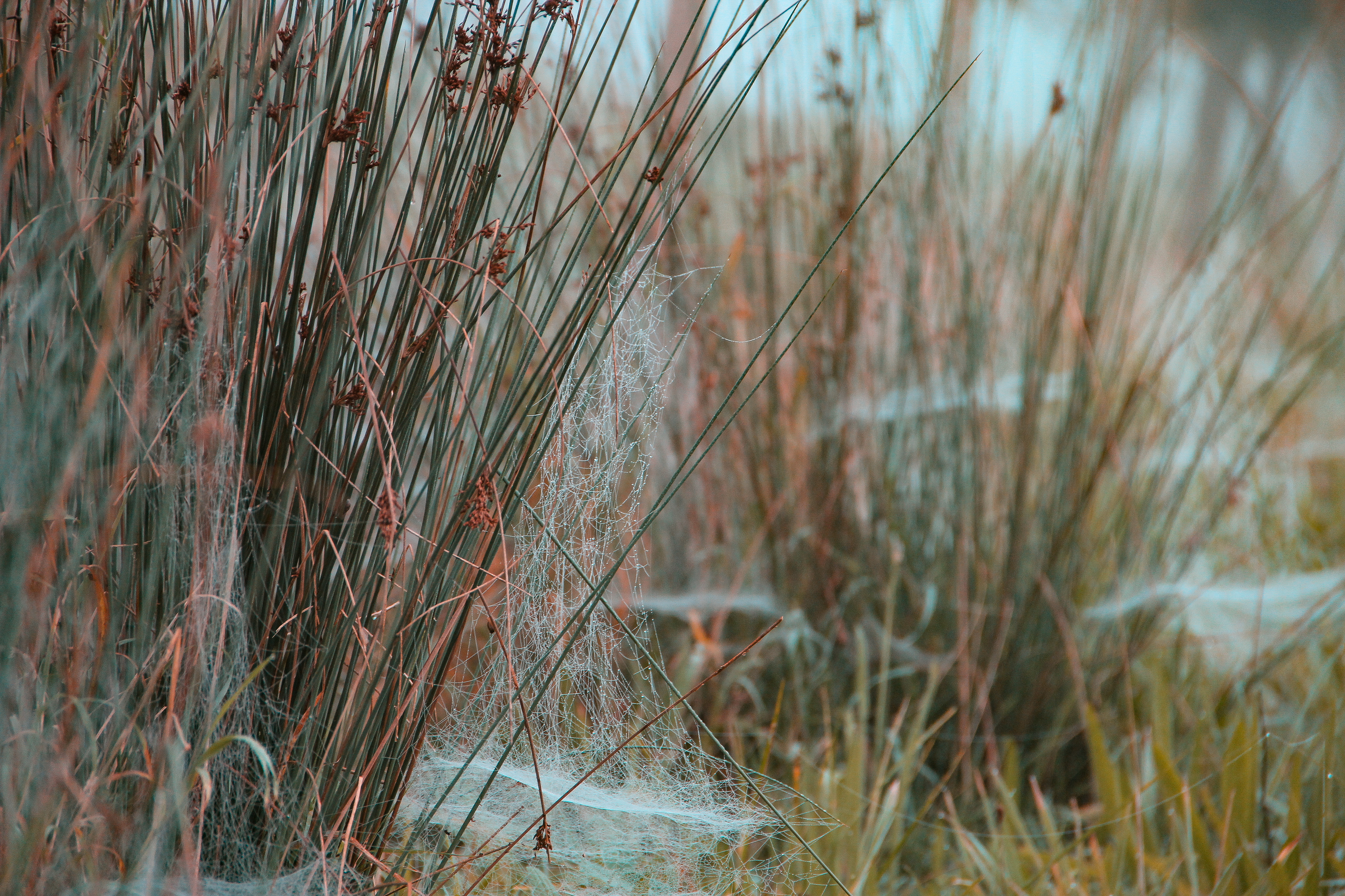 Dew