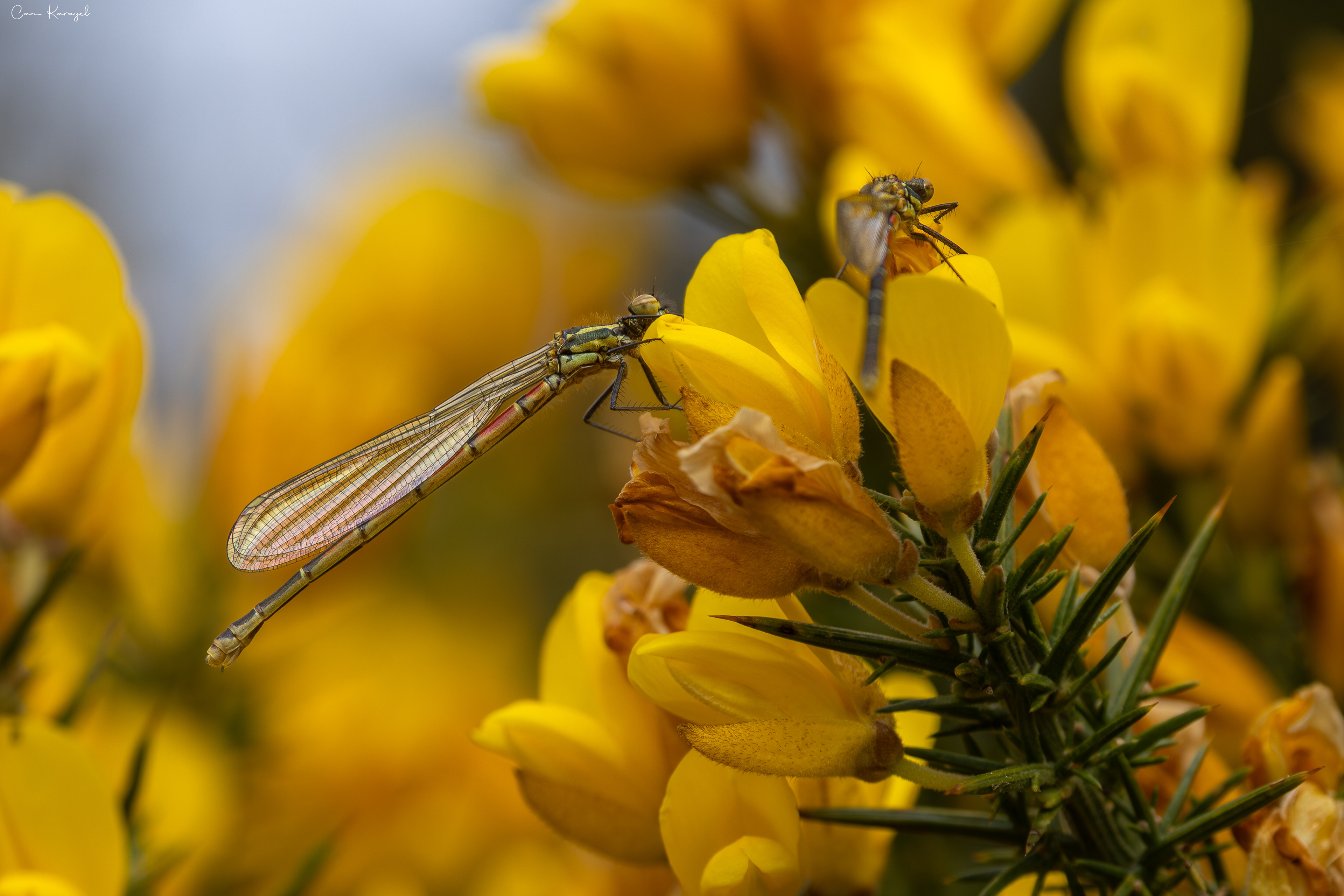 Large Red Damselfly (Pyrrhosoma nymphula)