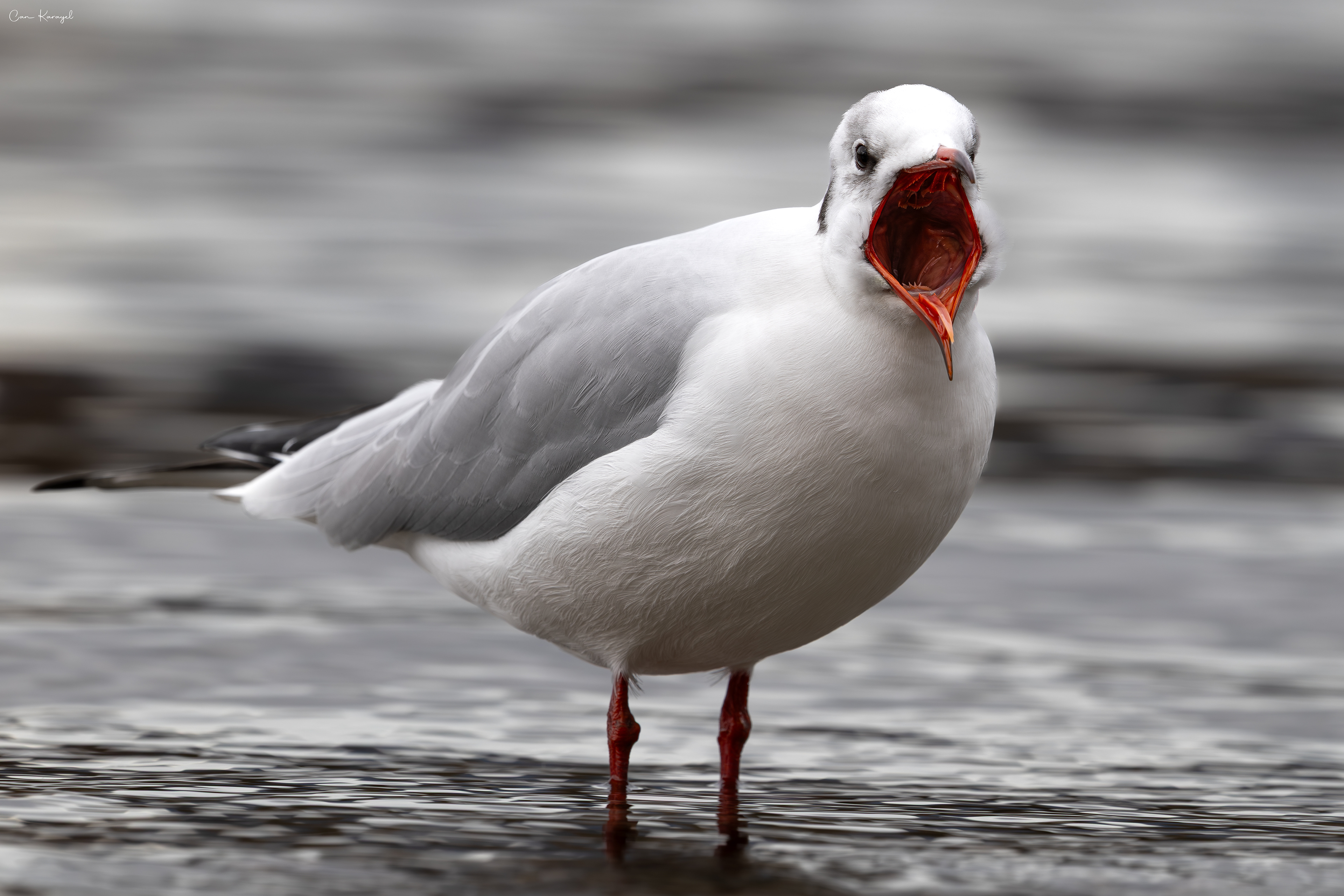 Black-headed Gull / Keswıck