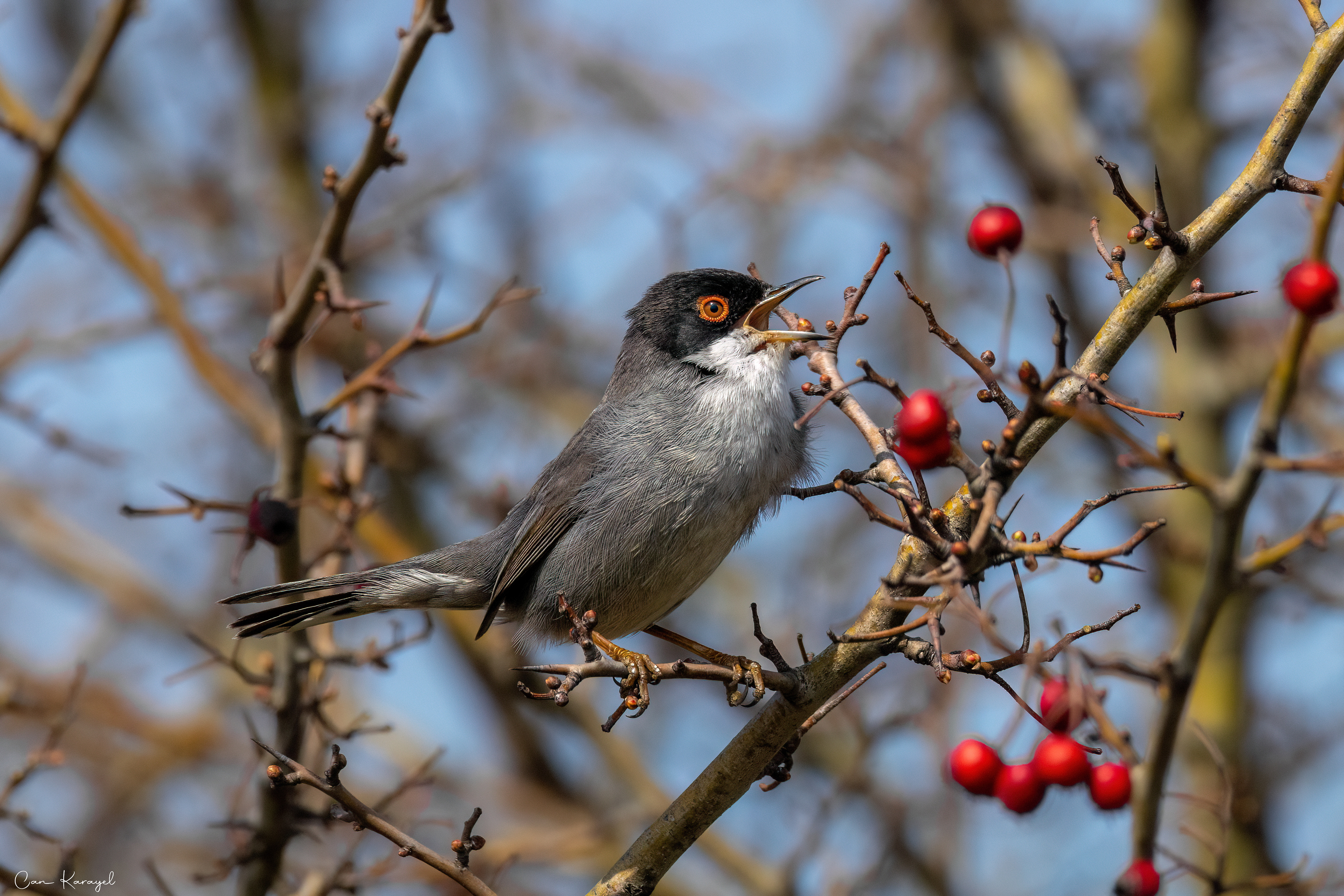 Sardınıan Warbler / ıstanbul