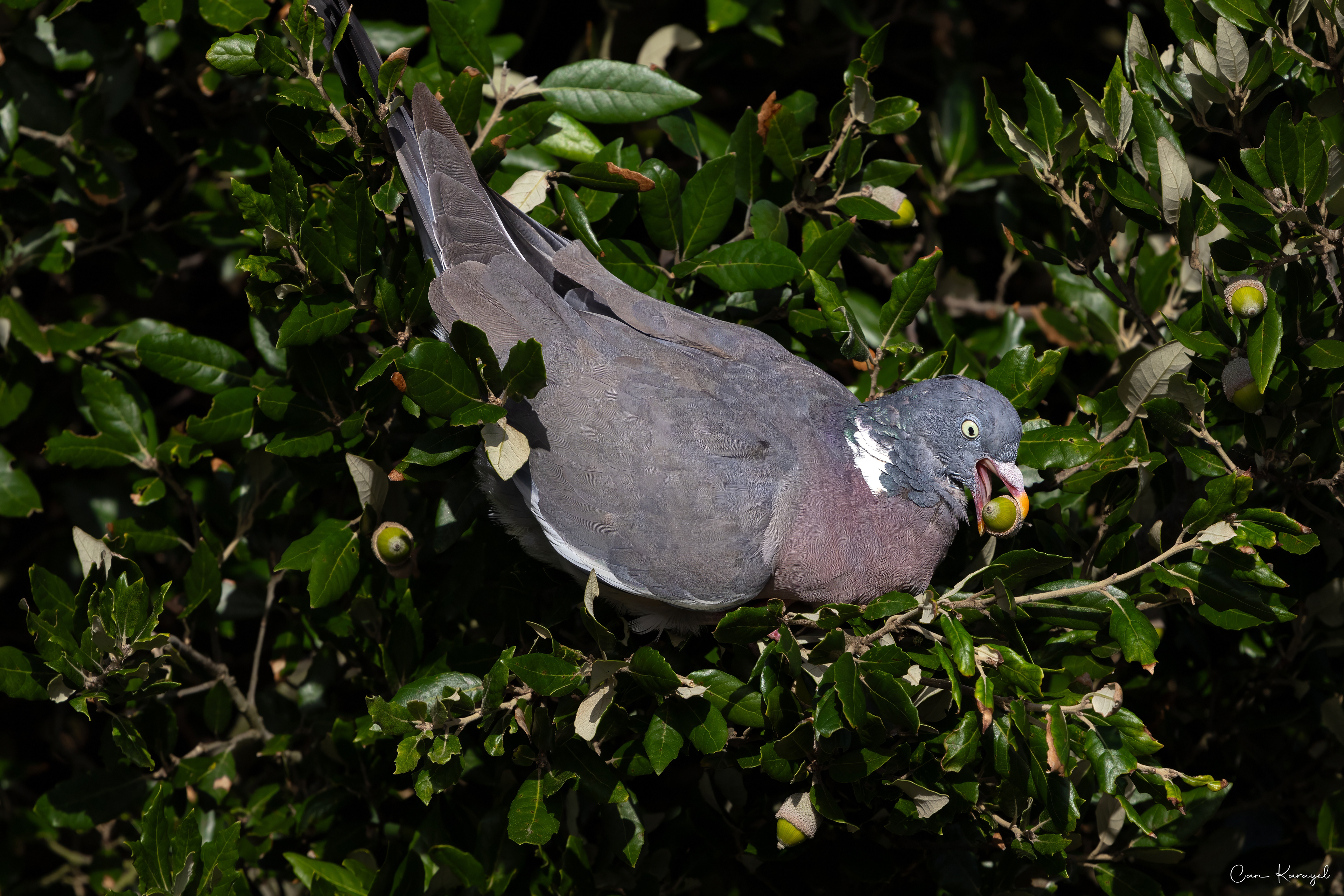 Common Wood Pıgeon / bournemouth