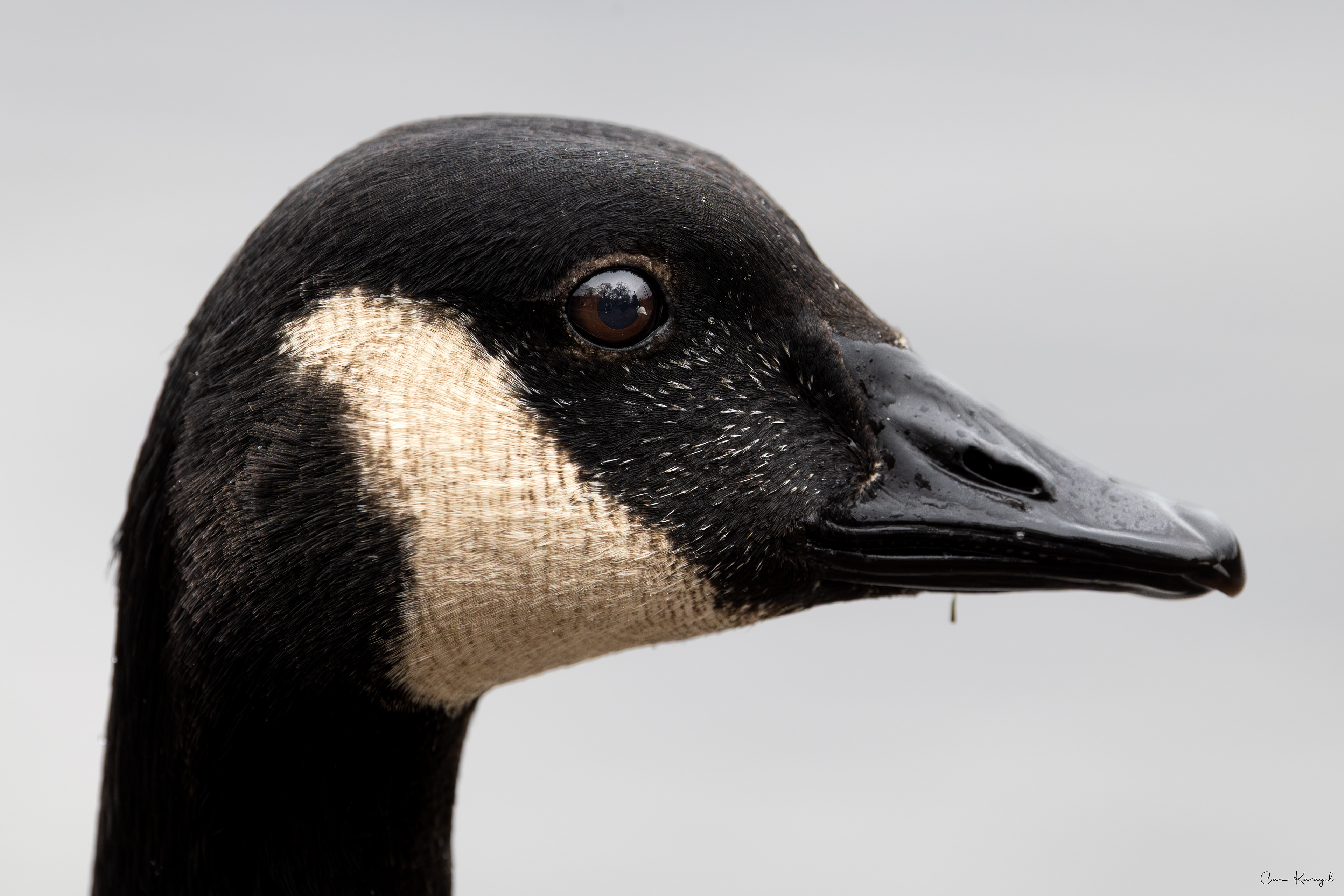 Canada Goose / keswıck