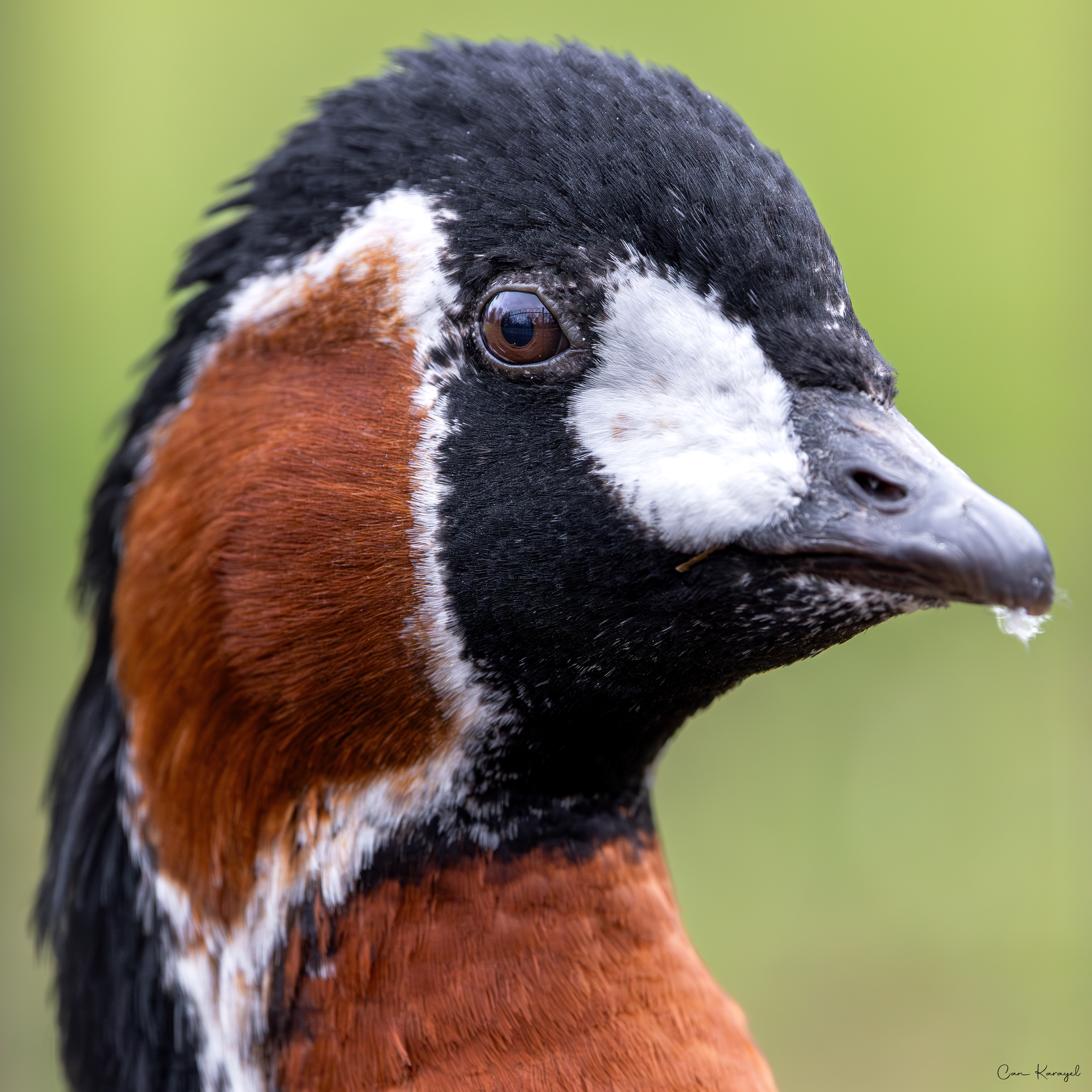 Red-breasted Goose / london