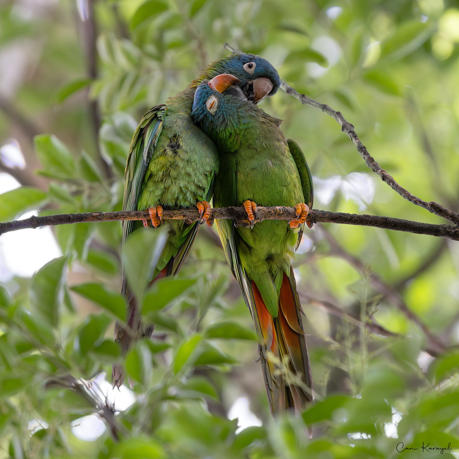 Blue-crowned Parakeet / Lısbon
