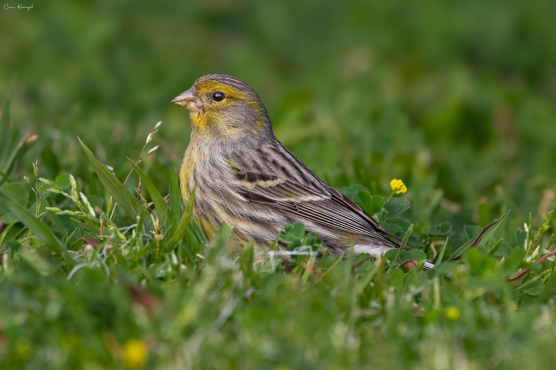 ısland canary / madeıra