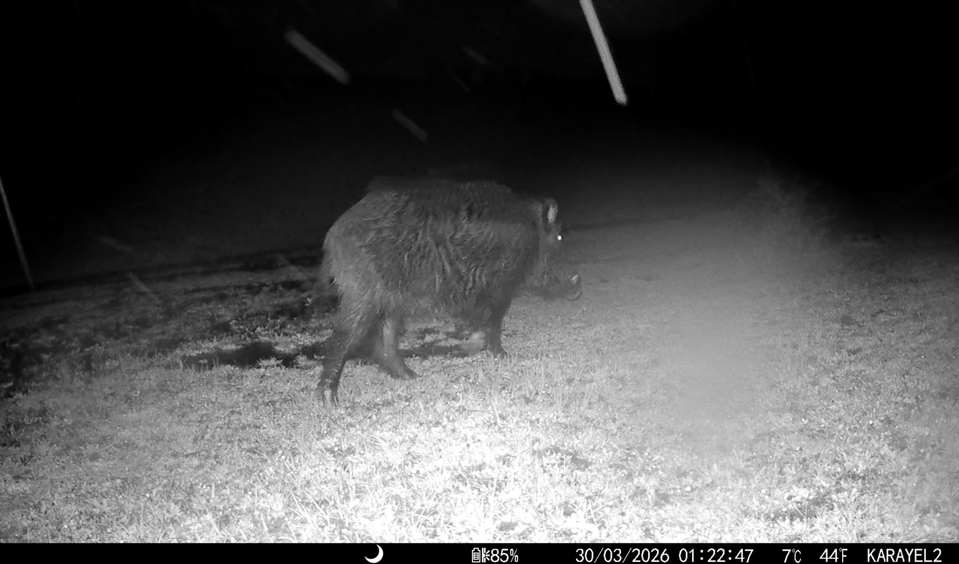 wıld boar / ıstanbul