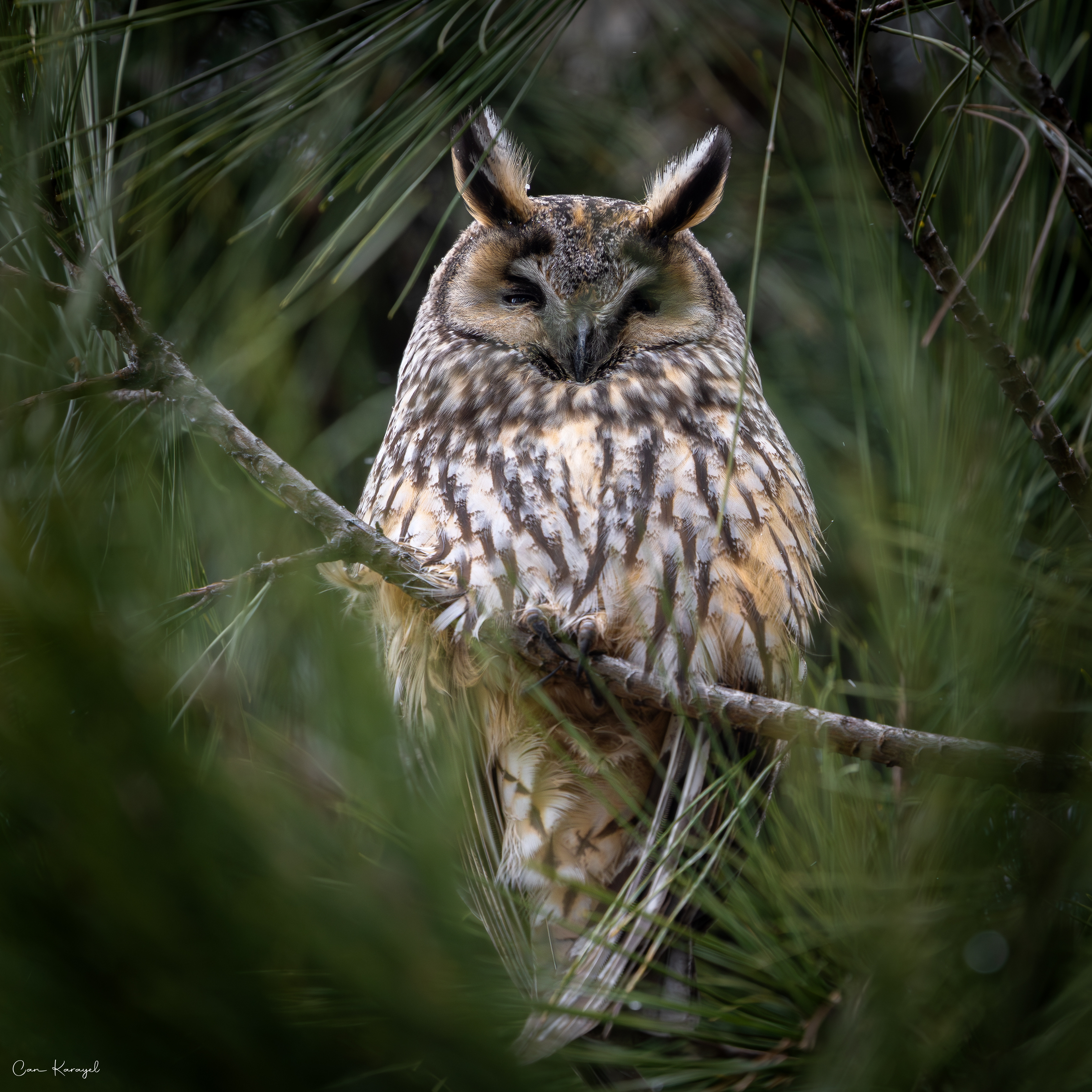 Long-eared Owl / ıstanbul
