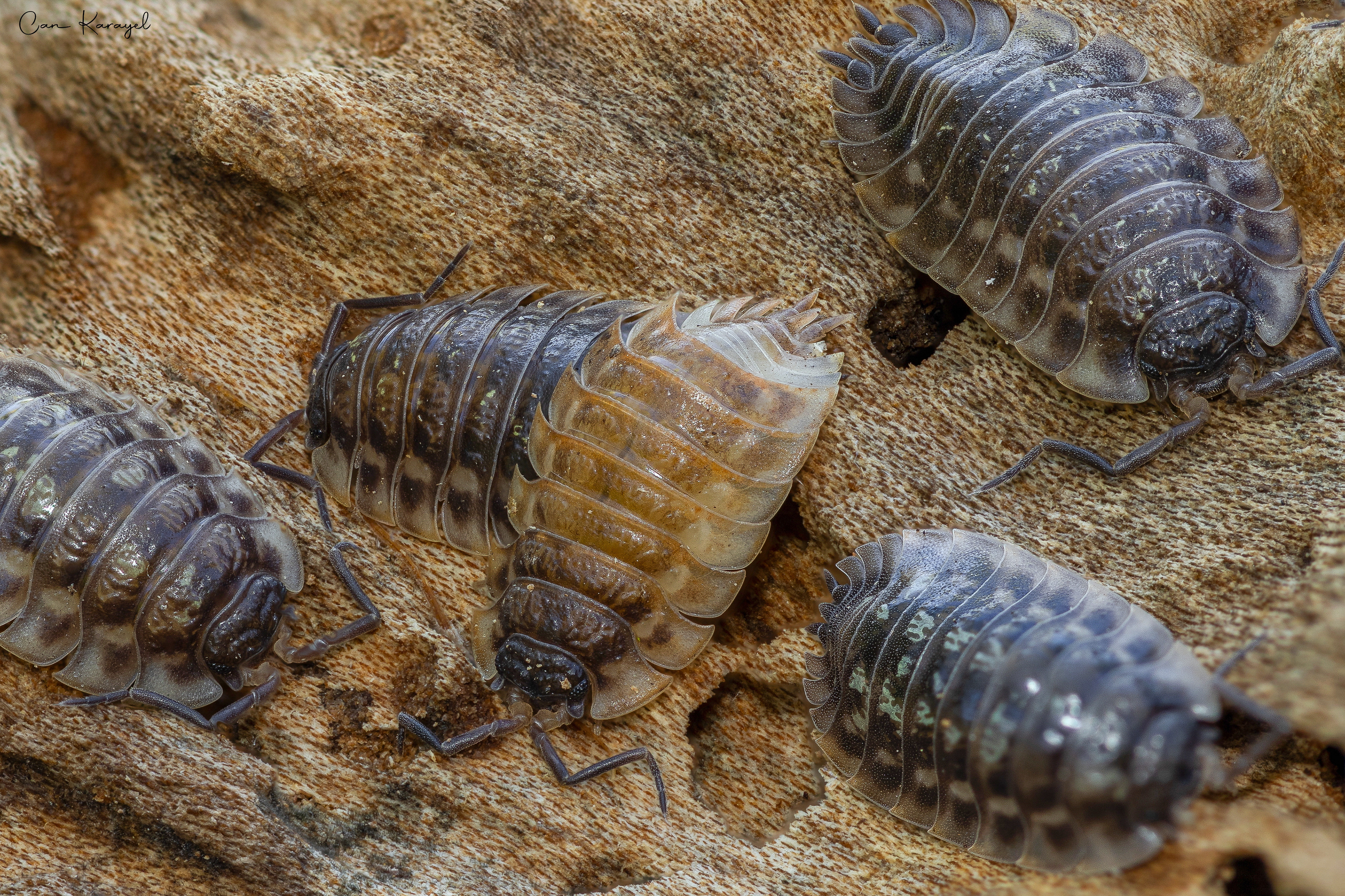 Common Shıny Woodlouse (Onıscus asellus)