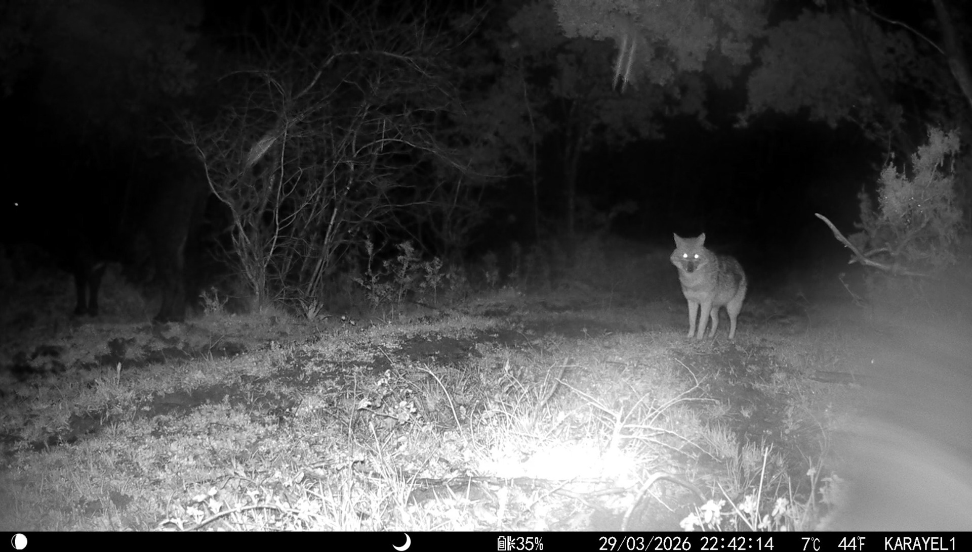 Golden Jackal / ıstanbul