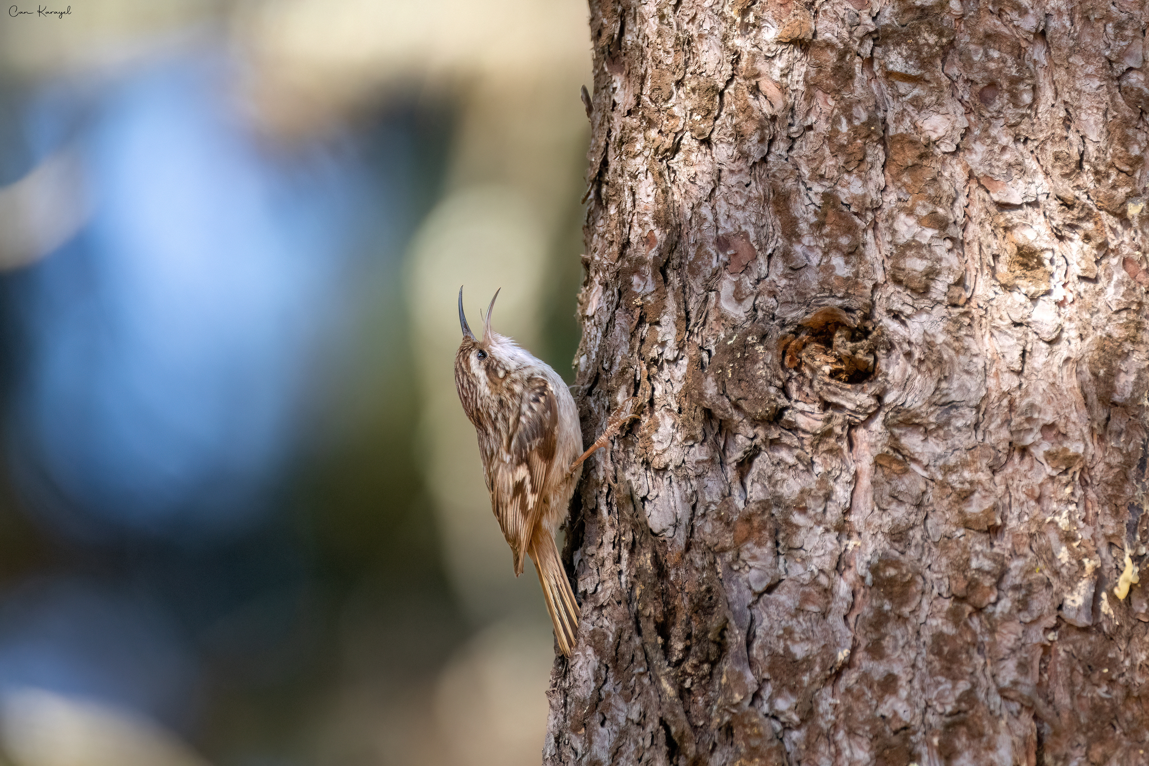 Short-toed Treecreeper / lısbon