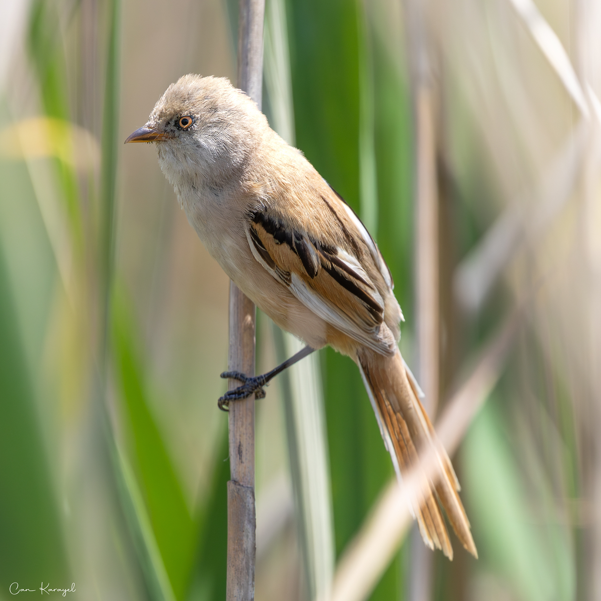 Bearded Reedlıng / CANAKKALE
