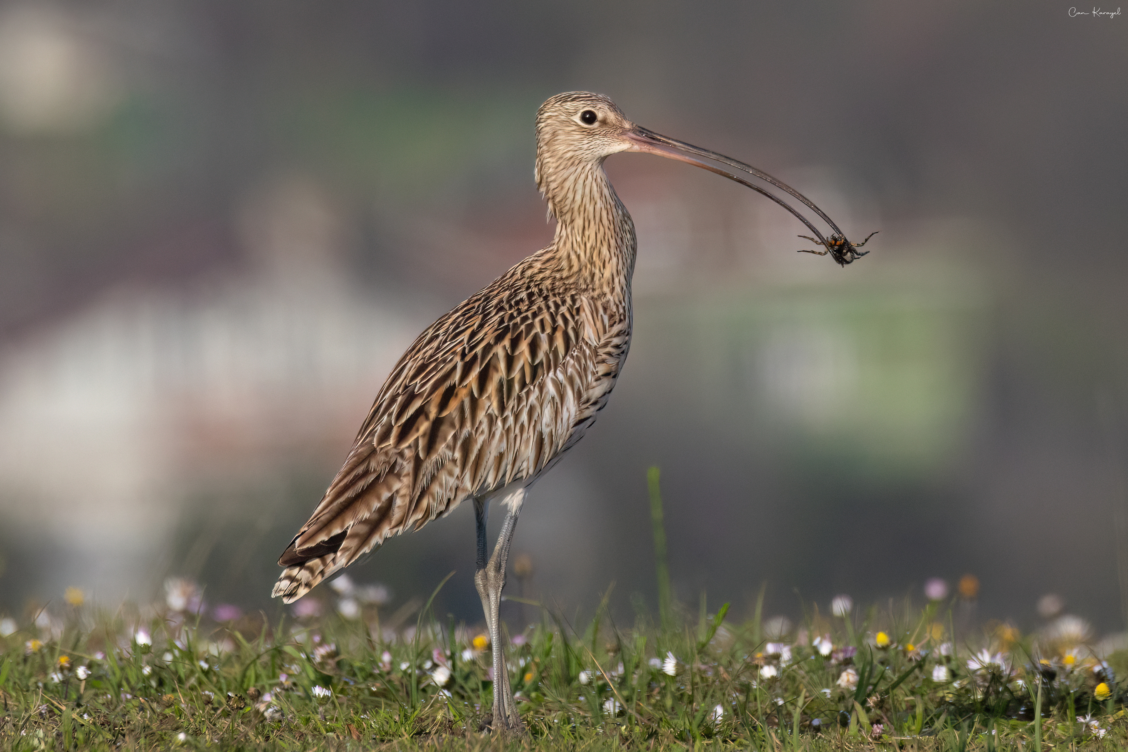 Eurasıan Curlew / ıstanbul