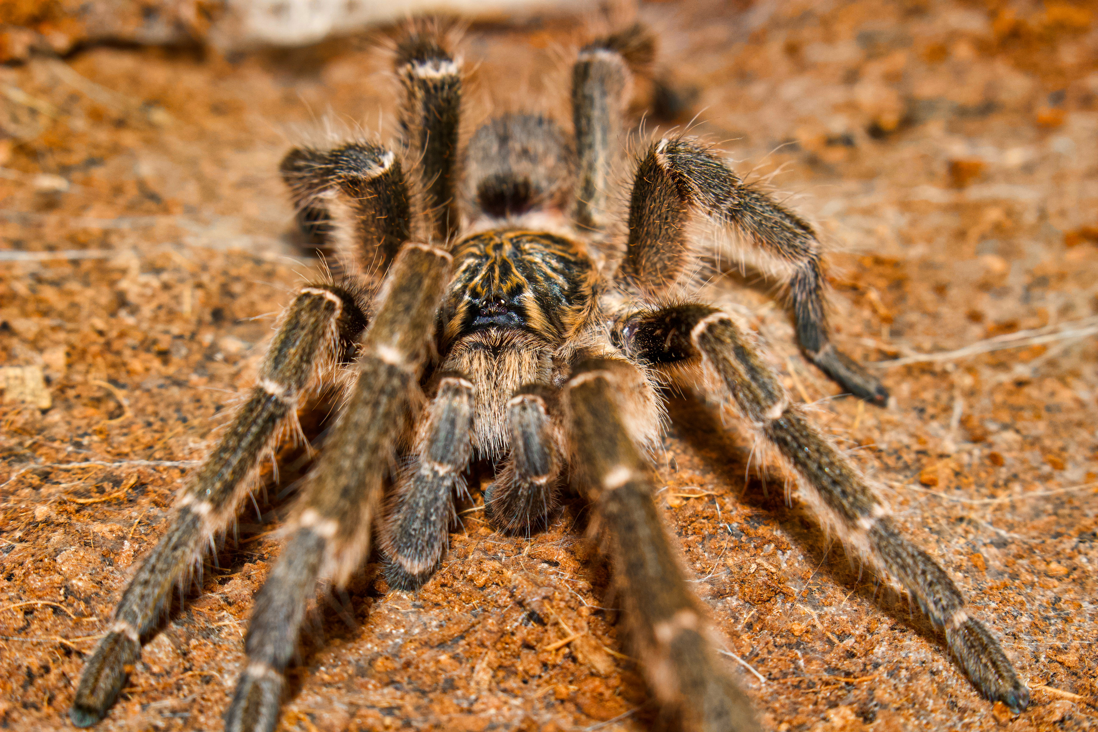  Straıght Horned Baboon tarantula