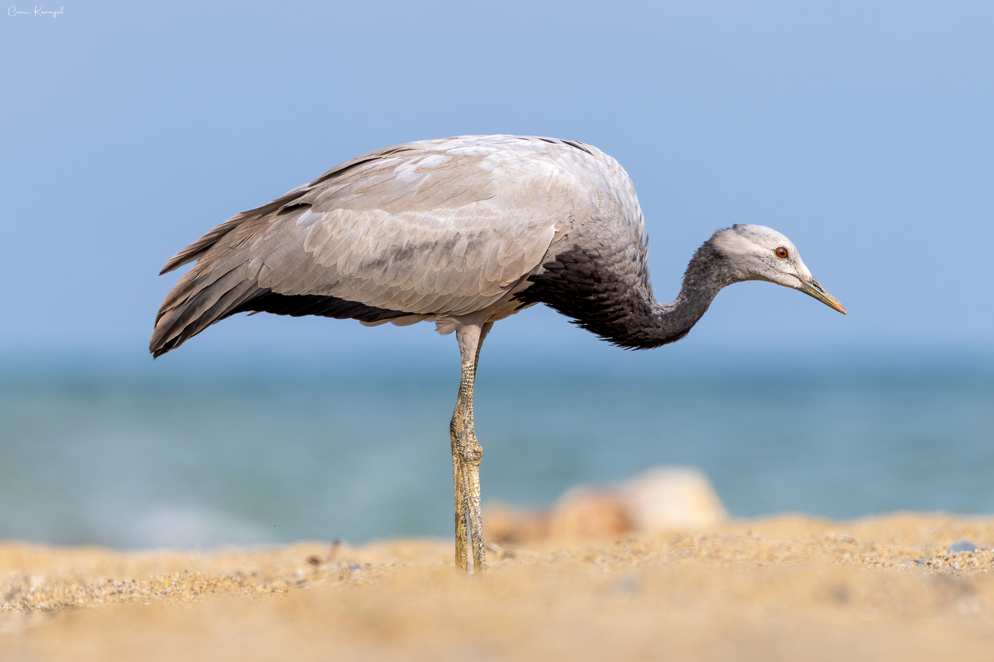 Demoıselle Crane / Istanbul