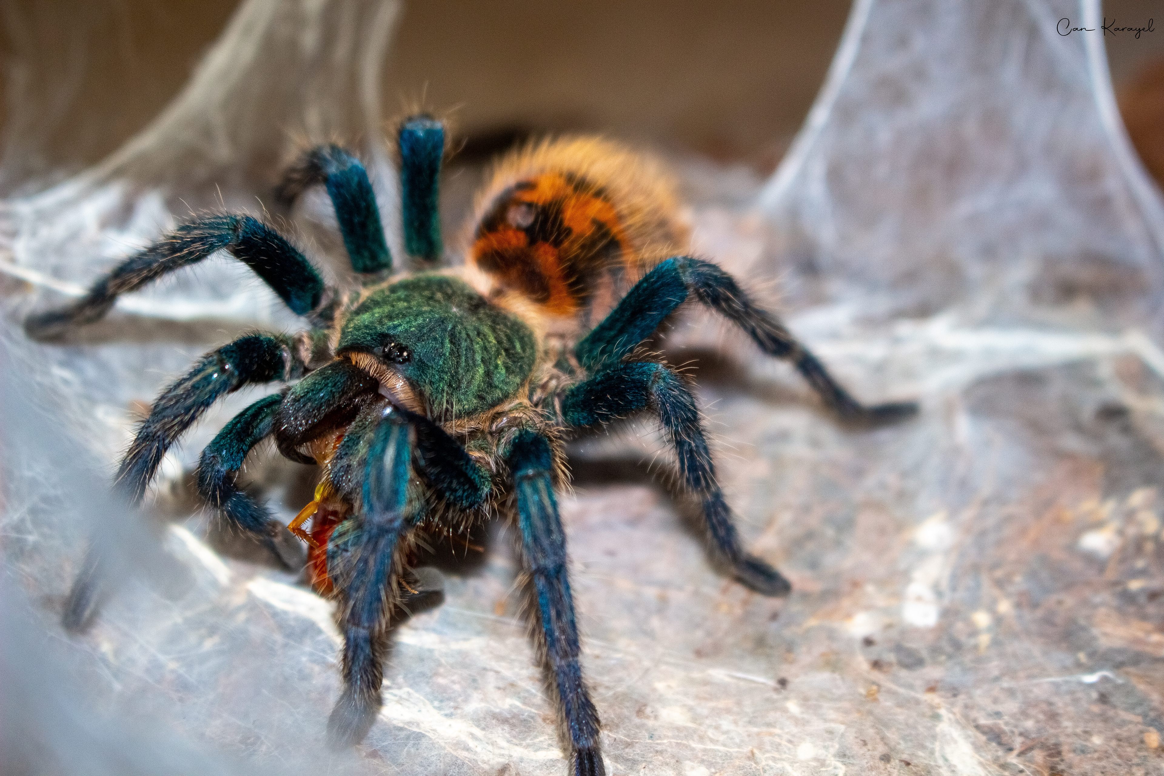 Greenbottle Blue Tarantula