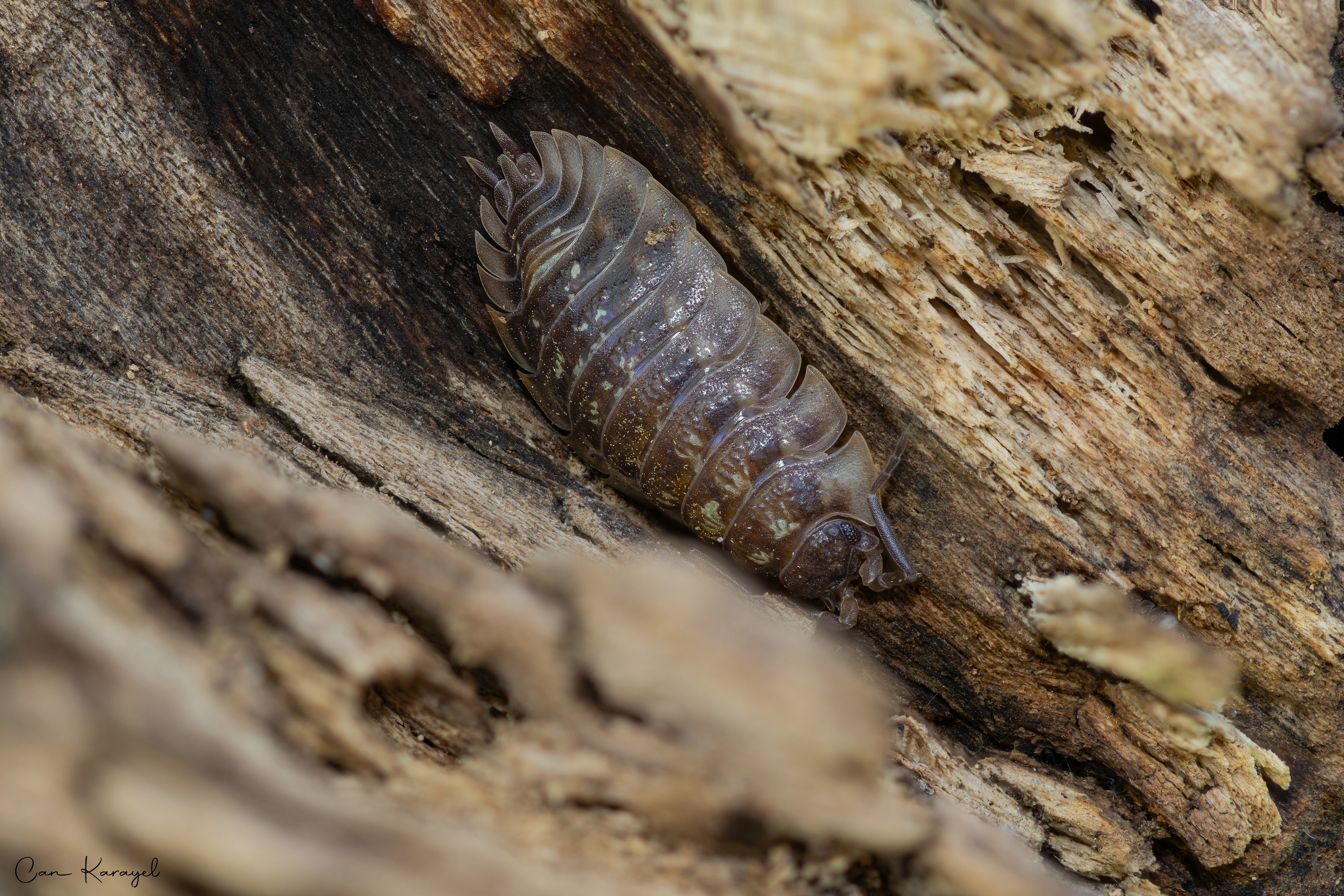 Common Shıny Woodlouse (Onıscus asellus)
