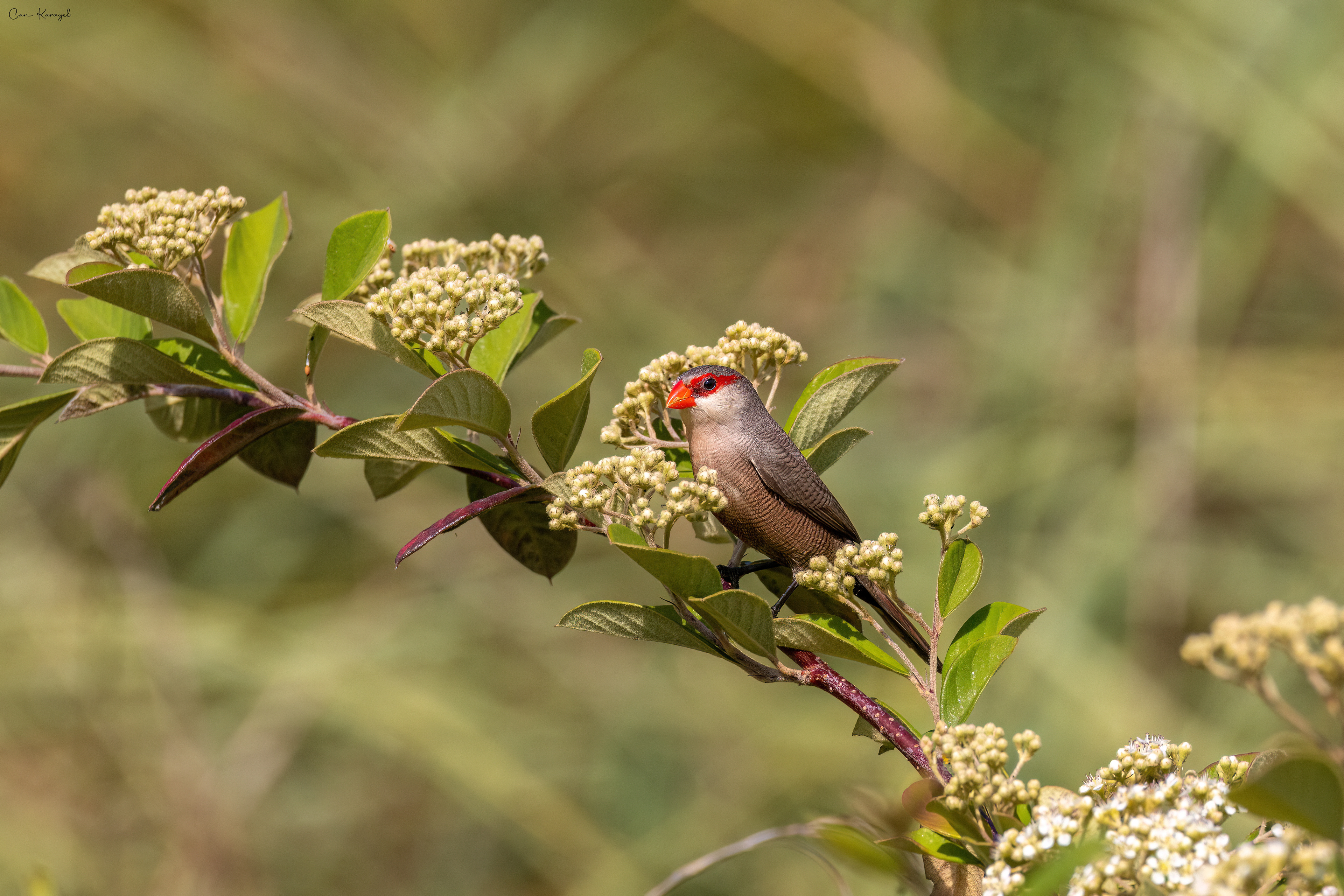 Common Waxbıll / lısbon