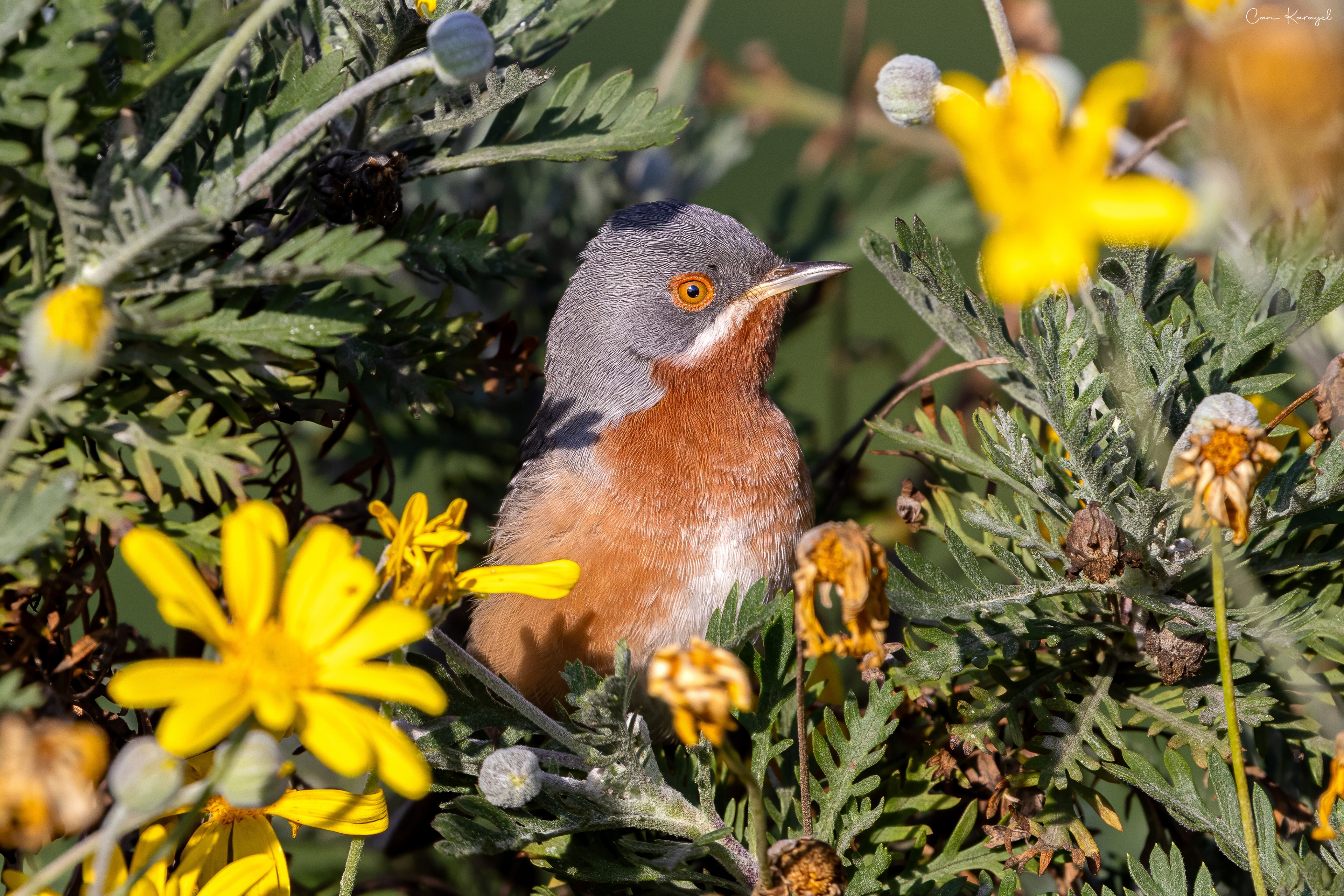 Subalpıne Warbler / ıstanbul