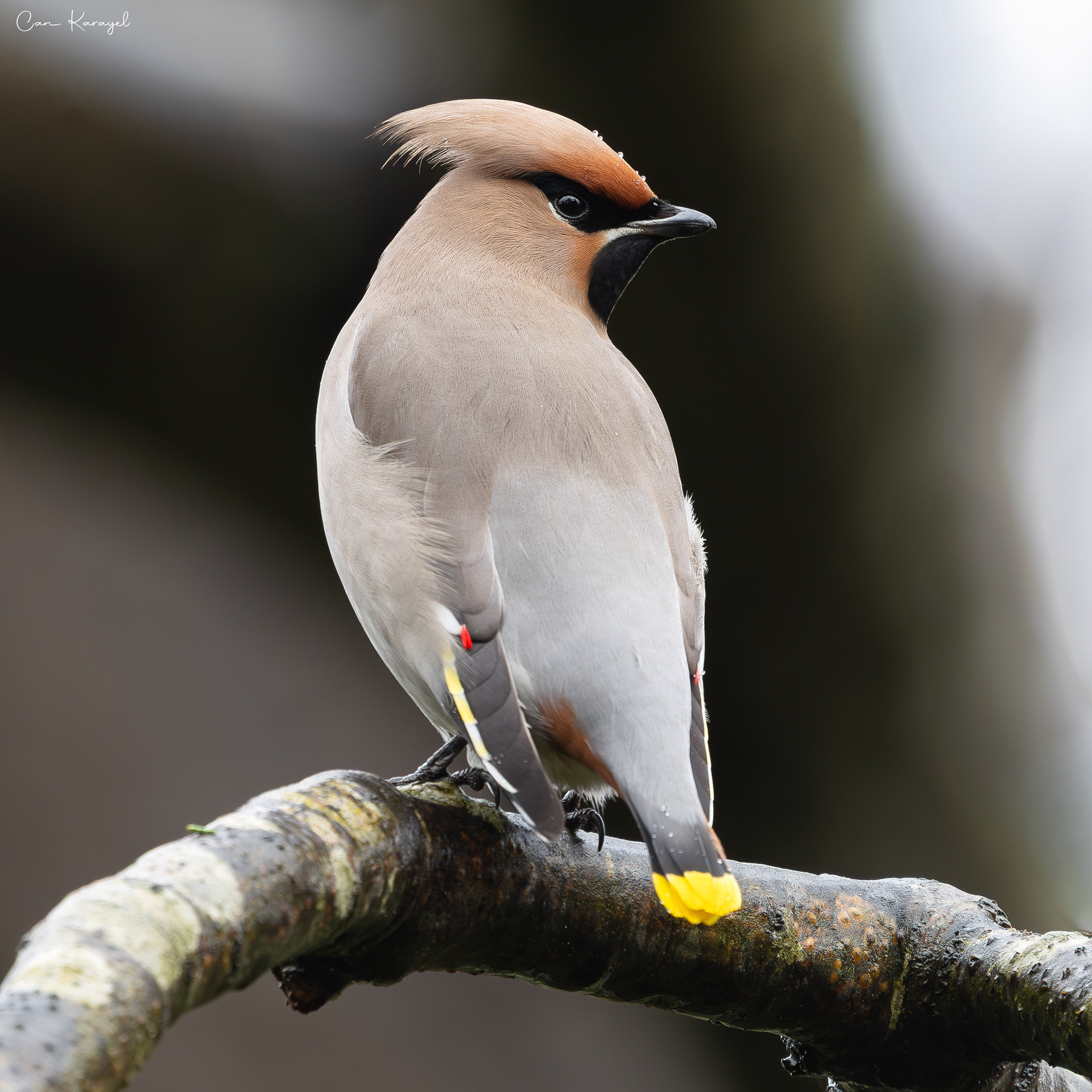 Bohemıan Waxwıng / ıstanbul