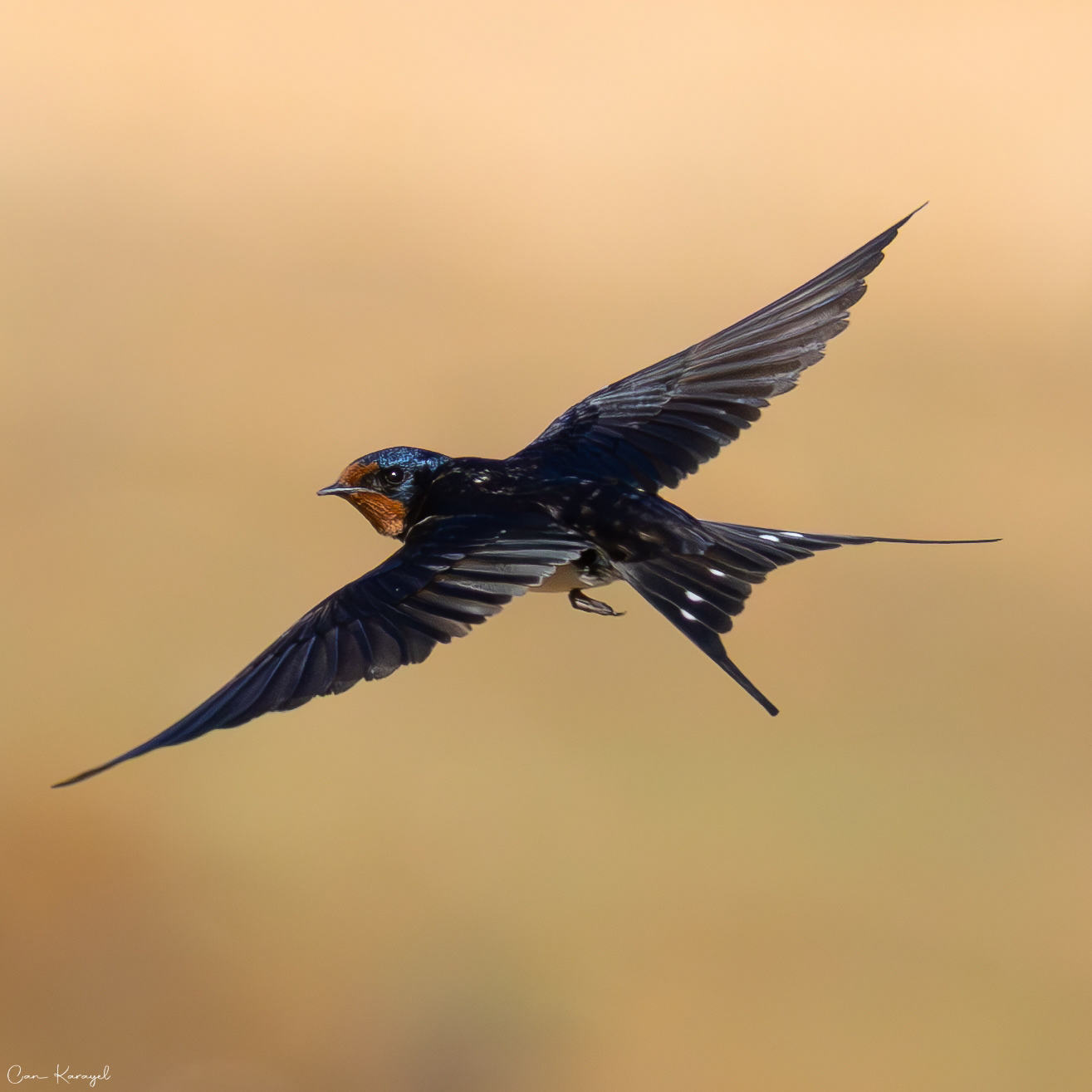 Barn Swallow / Istanbul