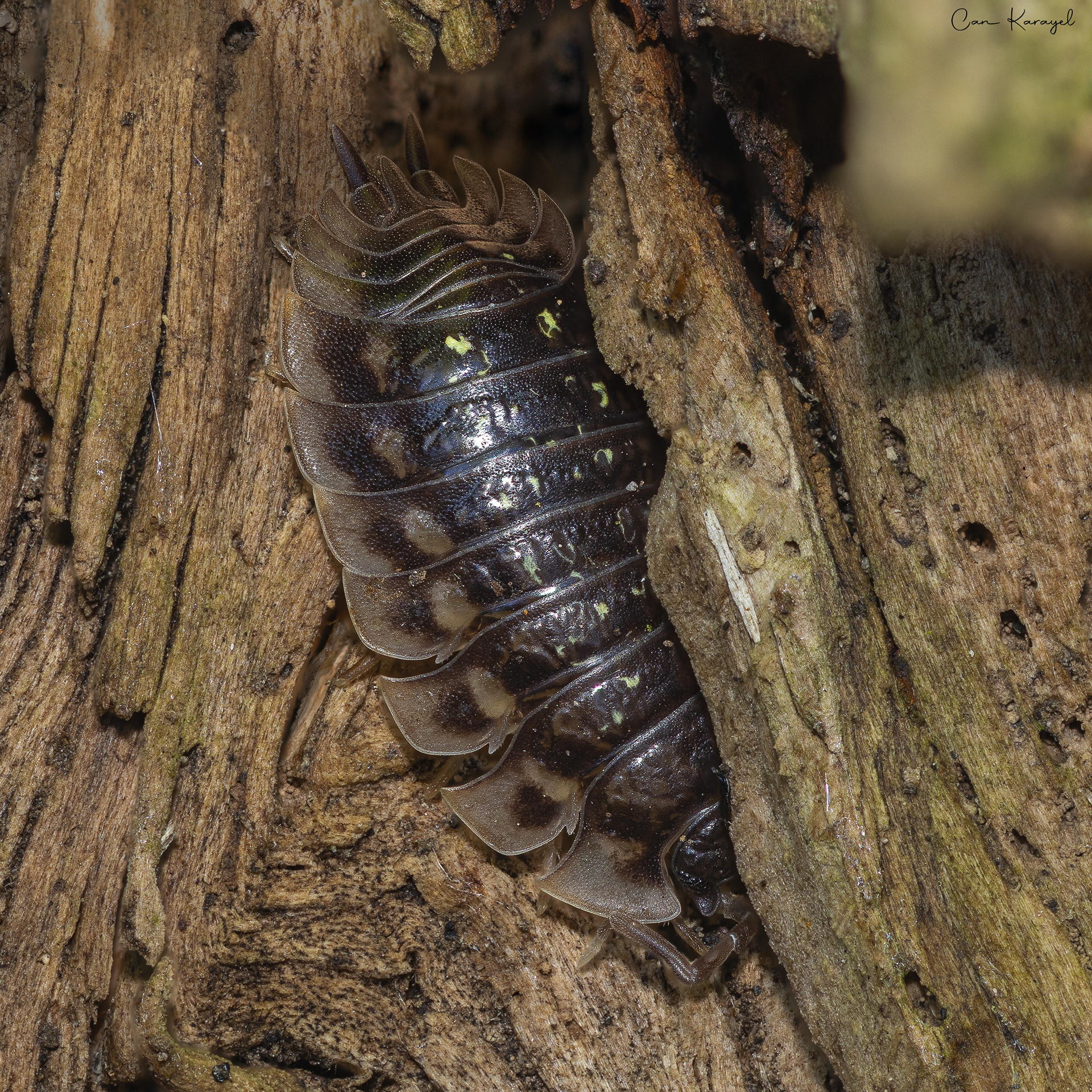 Common Shıny Woodlouse (Onıscus asellus)
